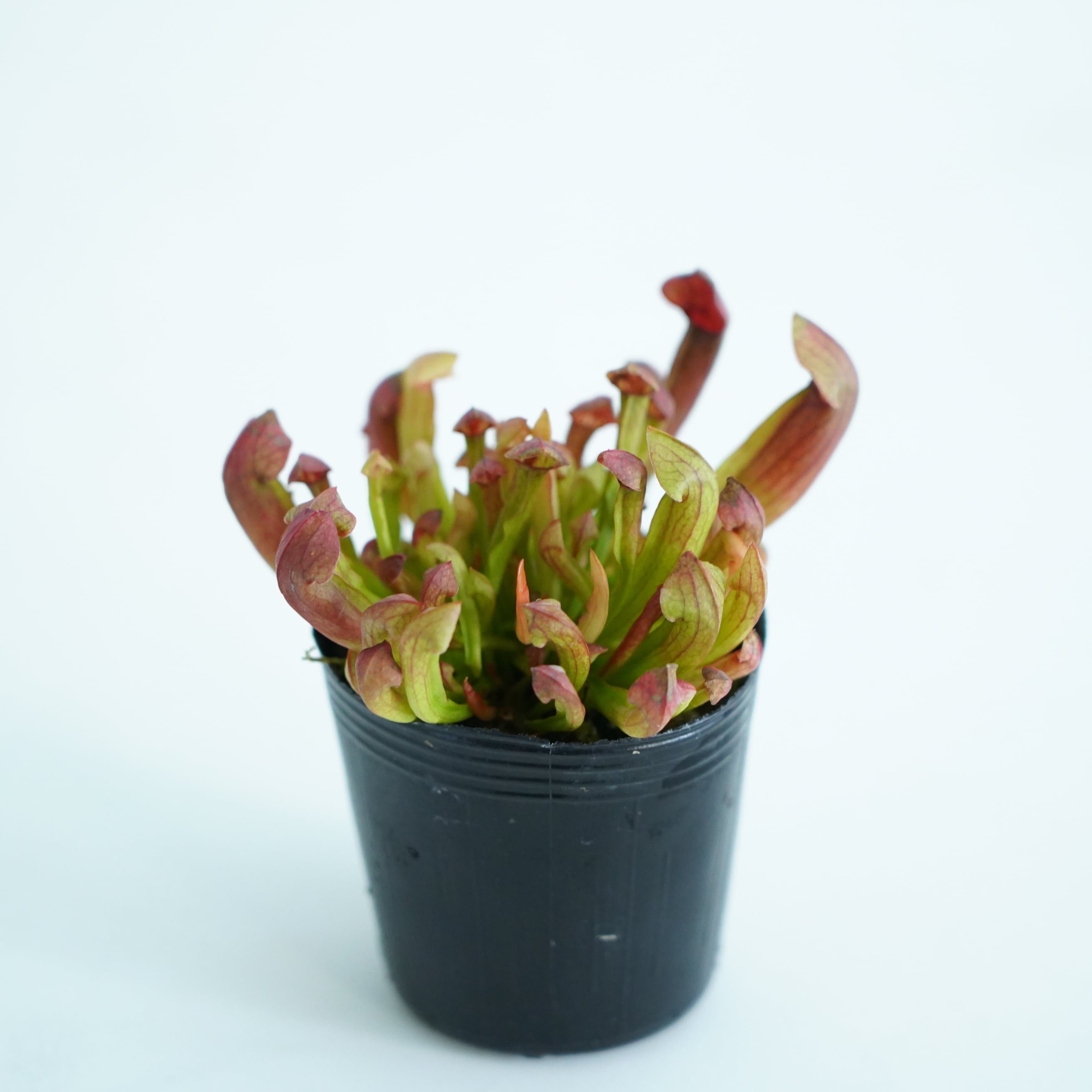 Sarracenia 'Kurenai' サラセニア '紅' 食虫植物 サラセニア マルーン Sarracenia Maroon【食虫植物】 苔テラリウム作製