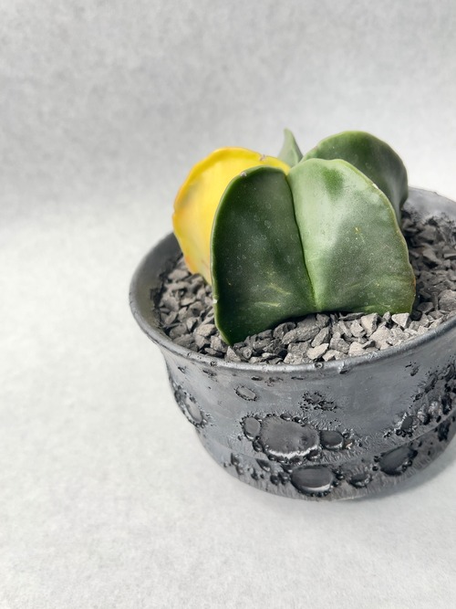 アストロフィツム・碧瑠璃鸞鳳玉錦