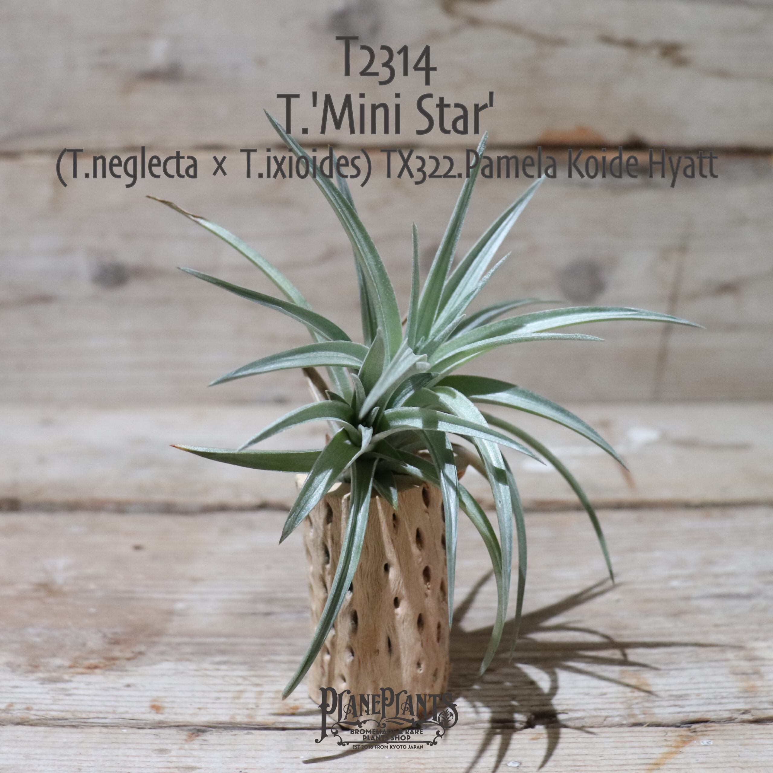 【送料無料】'Mini Star'〔エアプランツ〕現品発送T2314