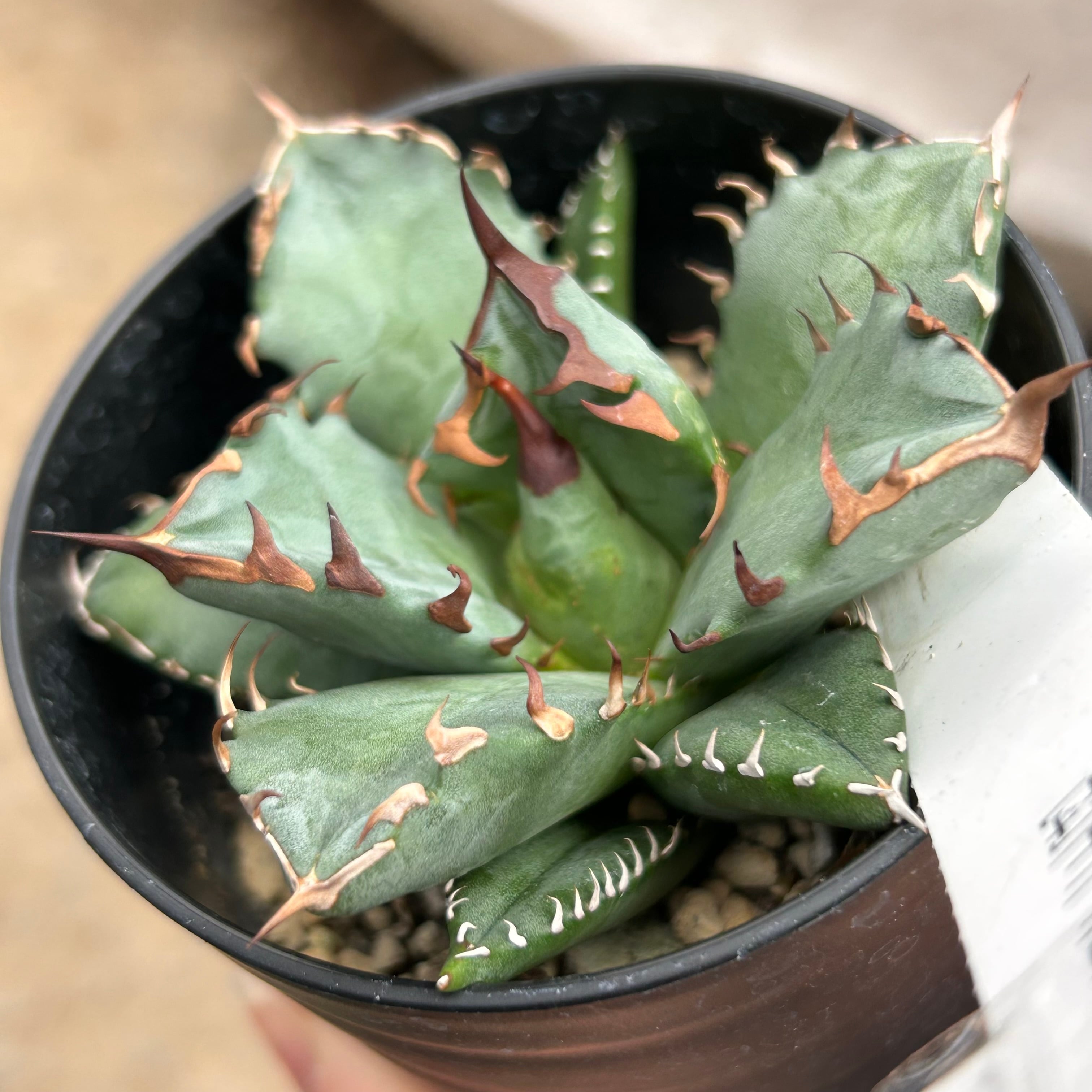 T)アガベ 姫仁王冠 | RuPo 多肉植物専門店