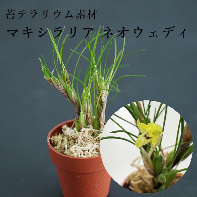 マキシラリア ネオウェディ  Max.neowiedii【着生ラン】テラリウム・着生向き