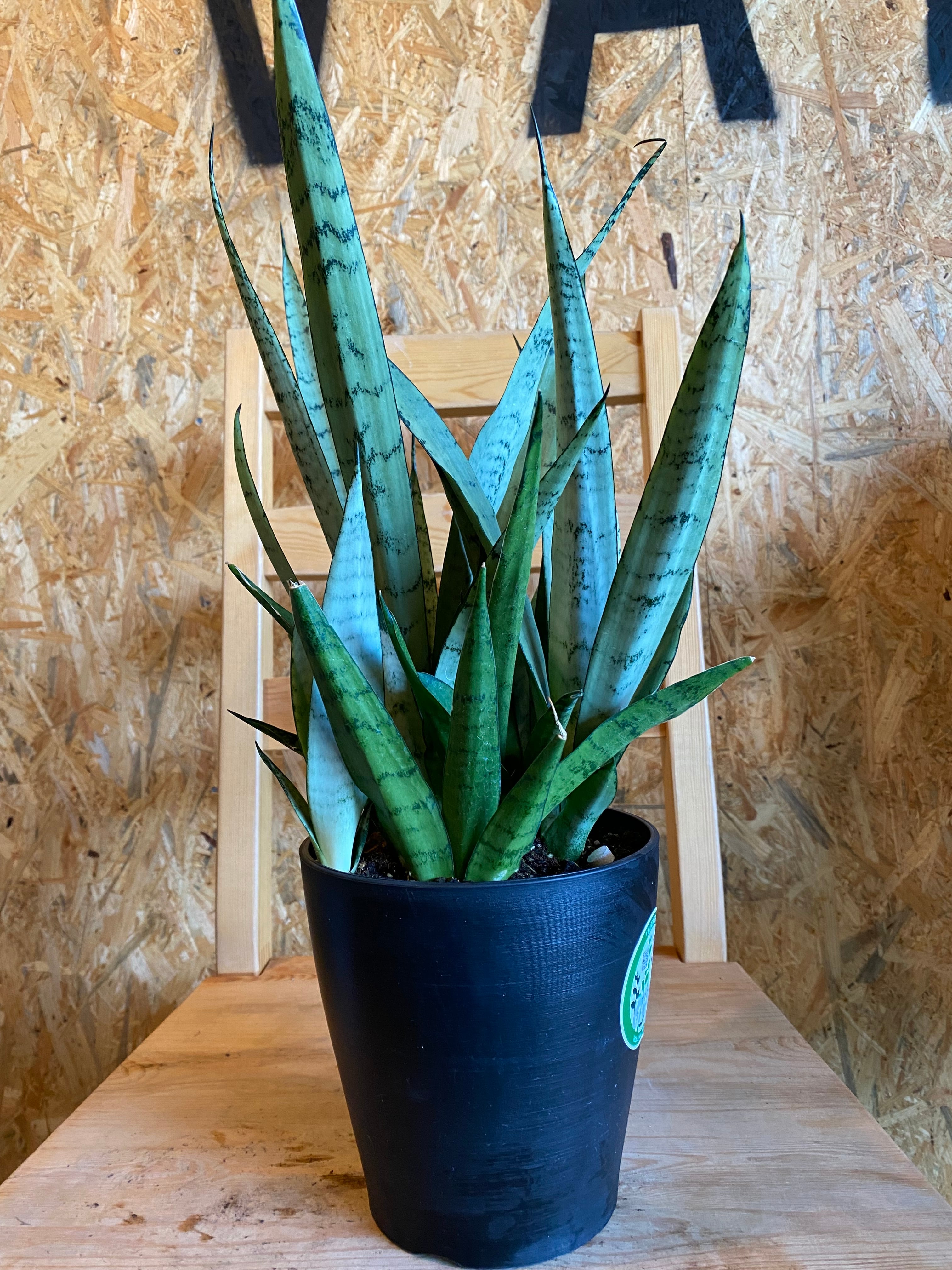 サンセベリア シルバープリンセス H45cm W30cm 口径14cm | Garden Varejo