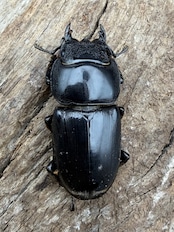 【WD】《西ペレンヒラタ(スラウェシオオヒラタ) 91mm ペア》