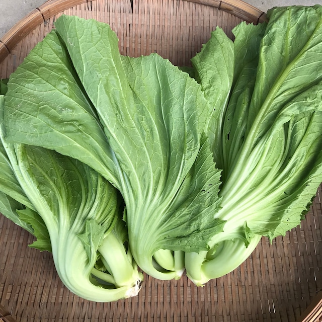 【シーズン終了しました】芥菜　ガイチョイ　中国カラシナ　１ｋｇ／中国野菜