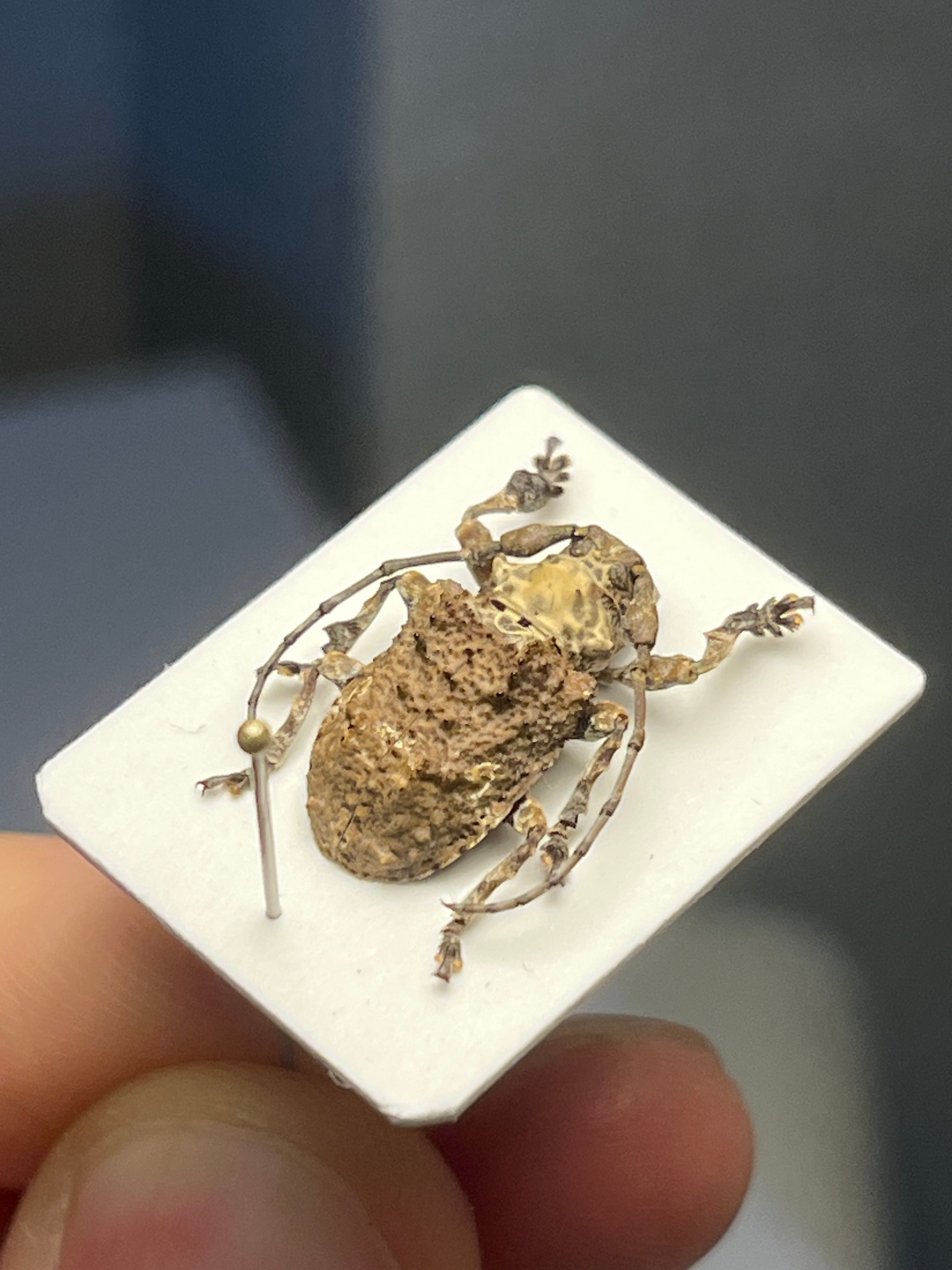 毒刺甲虫】サソリカミキリ 昆虫標本 Onychocerus scorpio ウスバ
