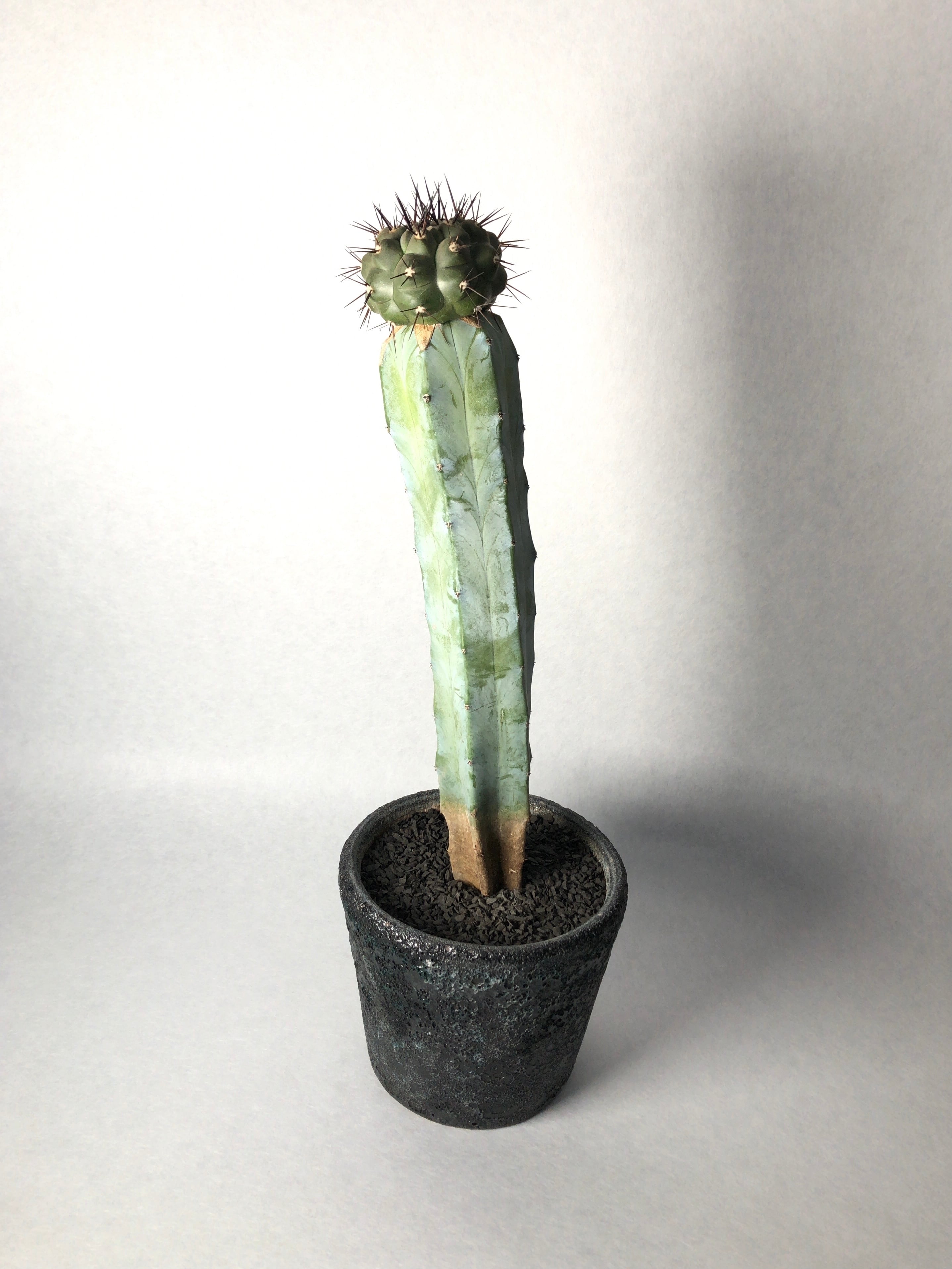 コピアポア・黒王丸 | trigger