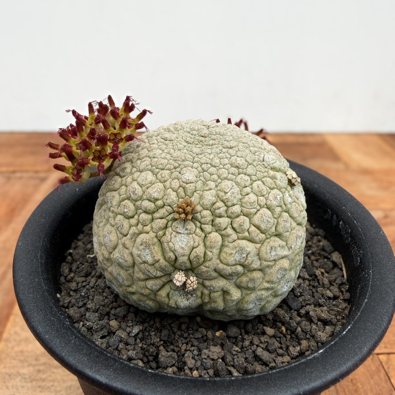 Pseudolithos migiurtinus 【プセウドリトス・ミギウルティヌス・実生】