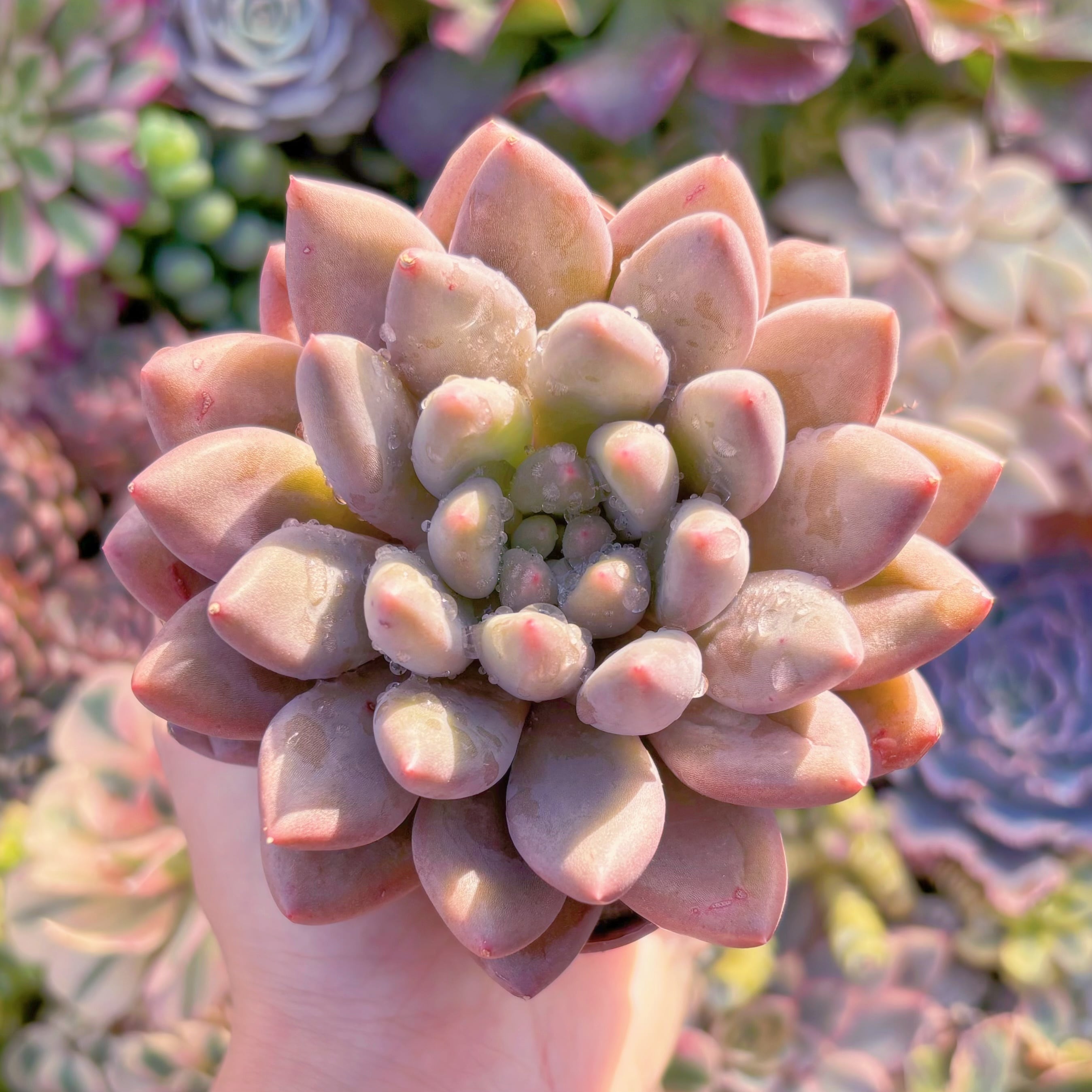 現品　水晶#A013　るる農園