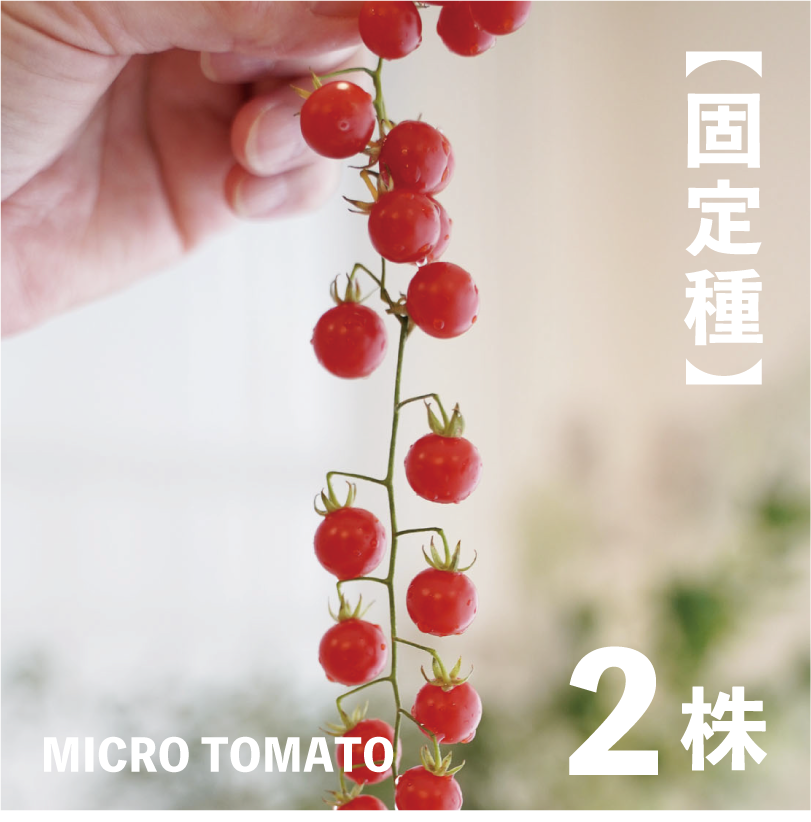 マイクロトマトの苗・2株【ミニトマト／野菜の苗／無農薬／農薬不使用