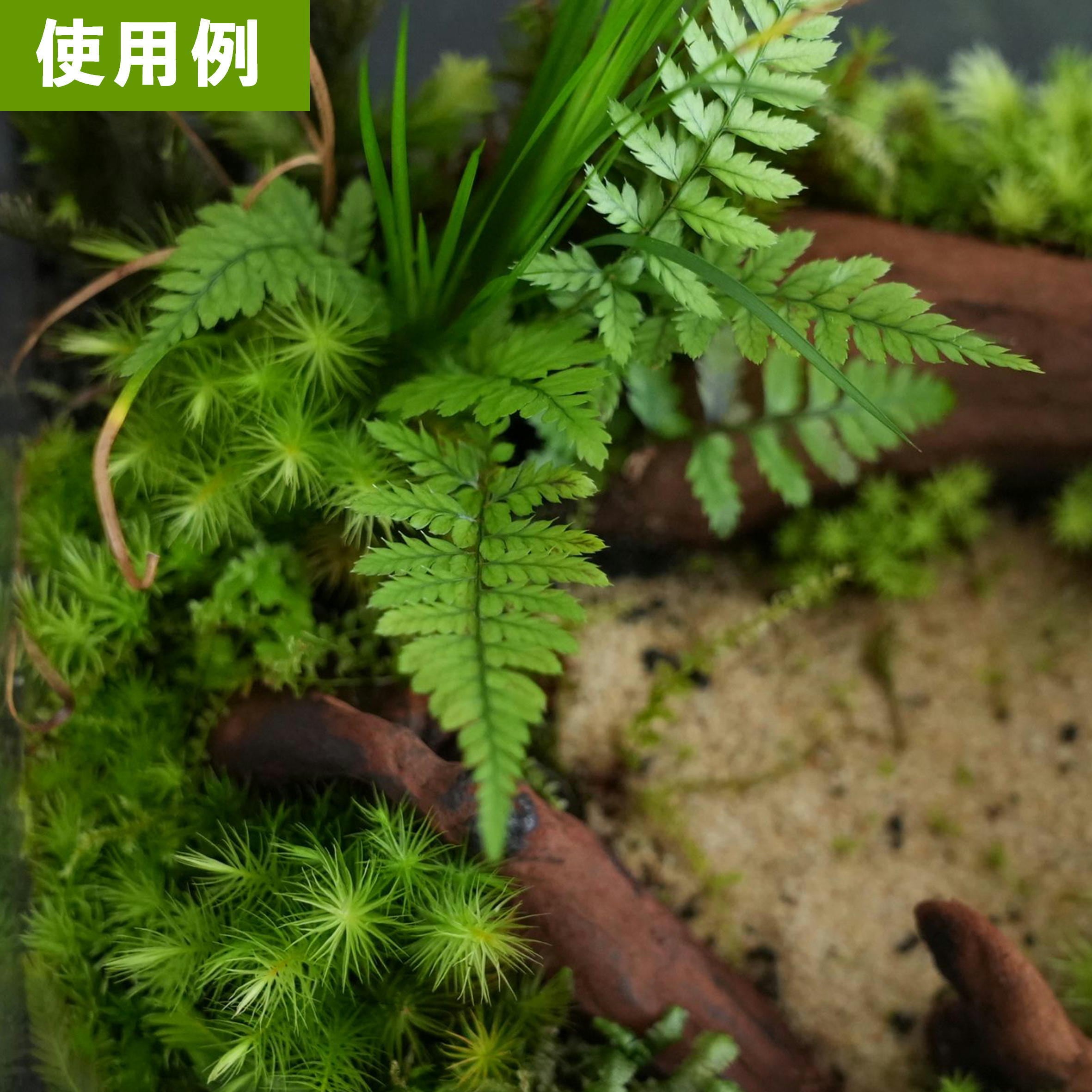ヒメカナワラビ（シダ植物） 苔テラリウム作製用素材 | 苔テラリウム