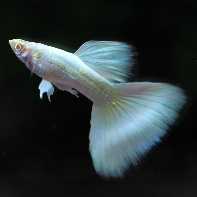 【セール】RREAスーパーフルプラチナ　2ペア