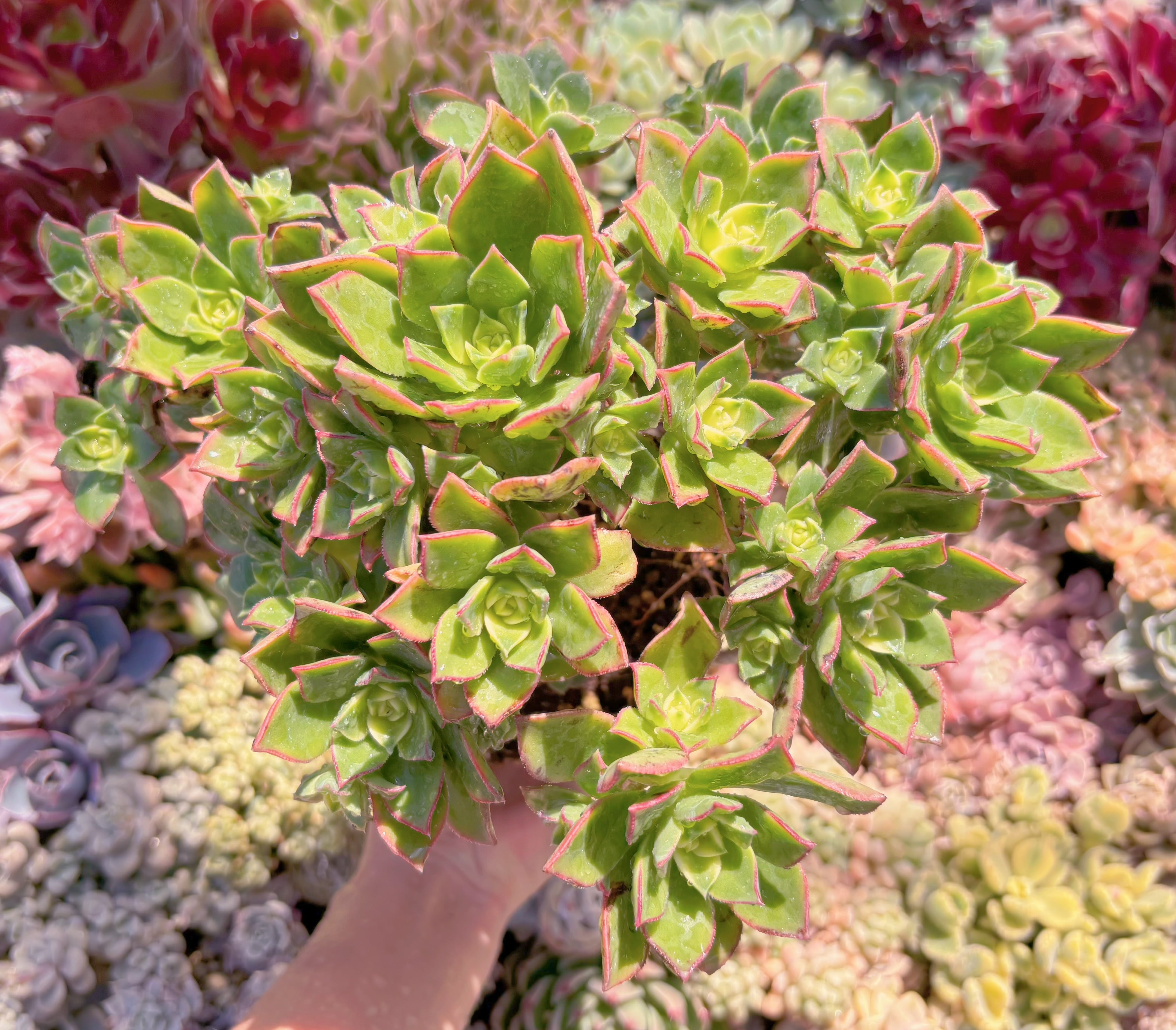 現品　艶日輝#588　大群生　新入荷　るる農園