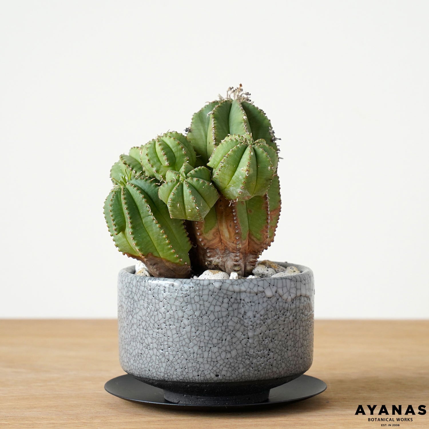 ユーフォルビア hyb. | AYANAS（アヤナス）｜観葉植物のセレクト