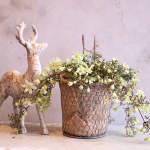 mondimanche　寄せ植え　ペトリエワイヤーハング｜寄せ植え　届いてすぐ玄関に飾れる 　プレゼントにもオススメ　