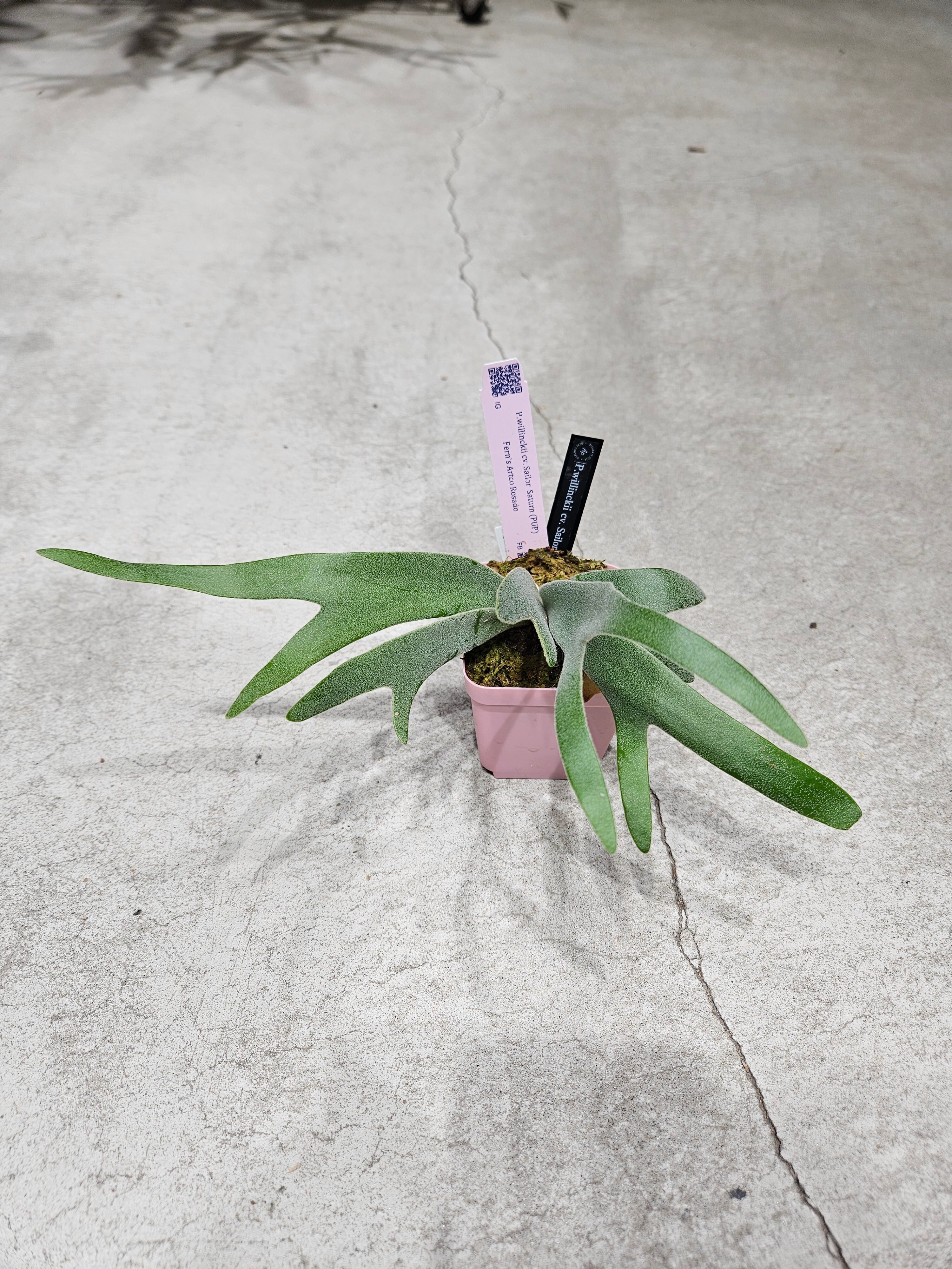 P.willinckii cv. Sailor Saturn 【artPLANTs/PLANTS GARAGE