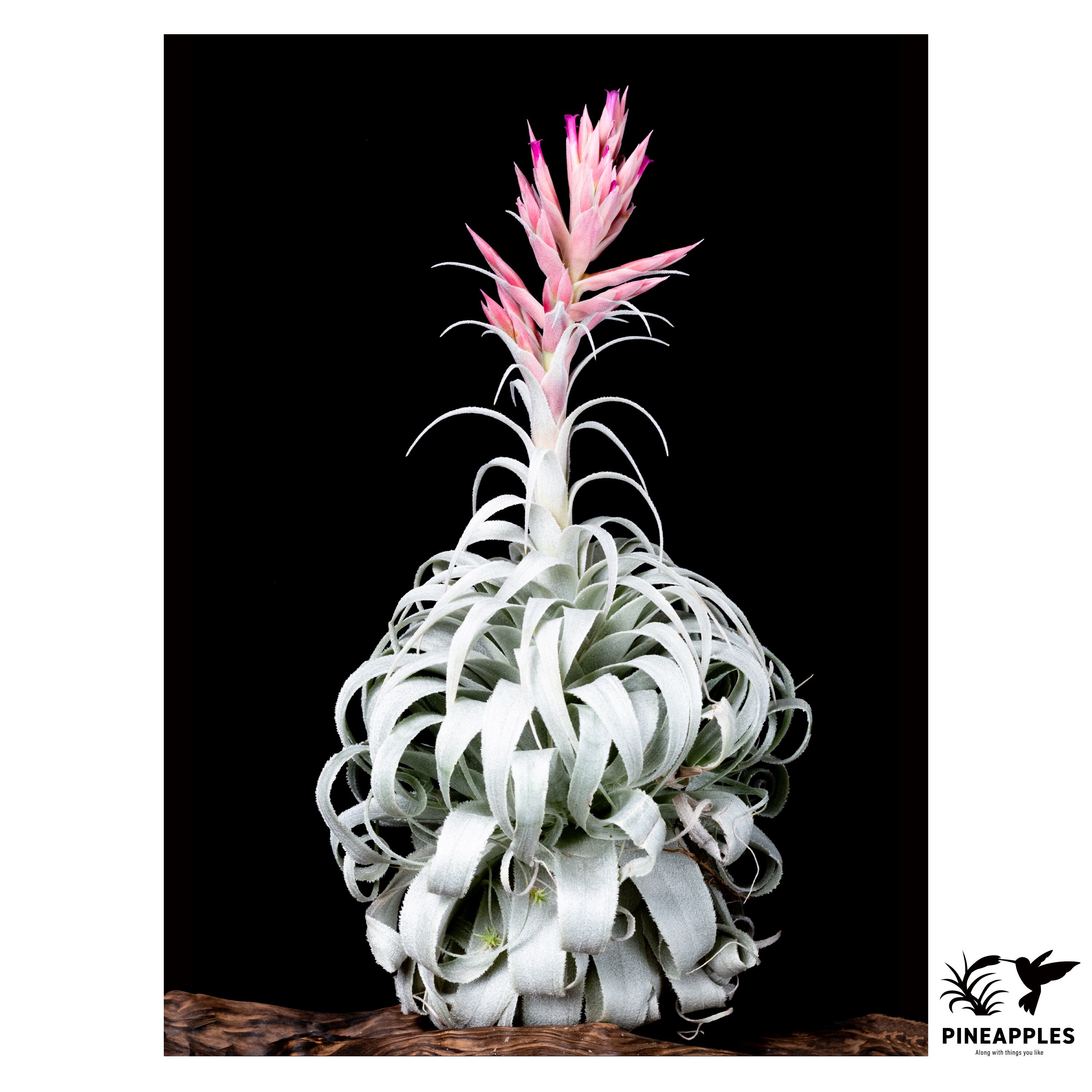 Tillandsia chapeuensis var. turriformis (Koheres) | PINEAPPLES