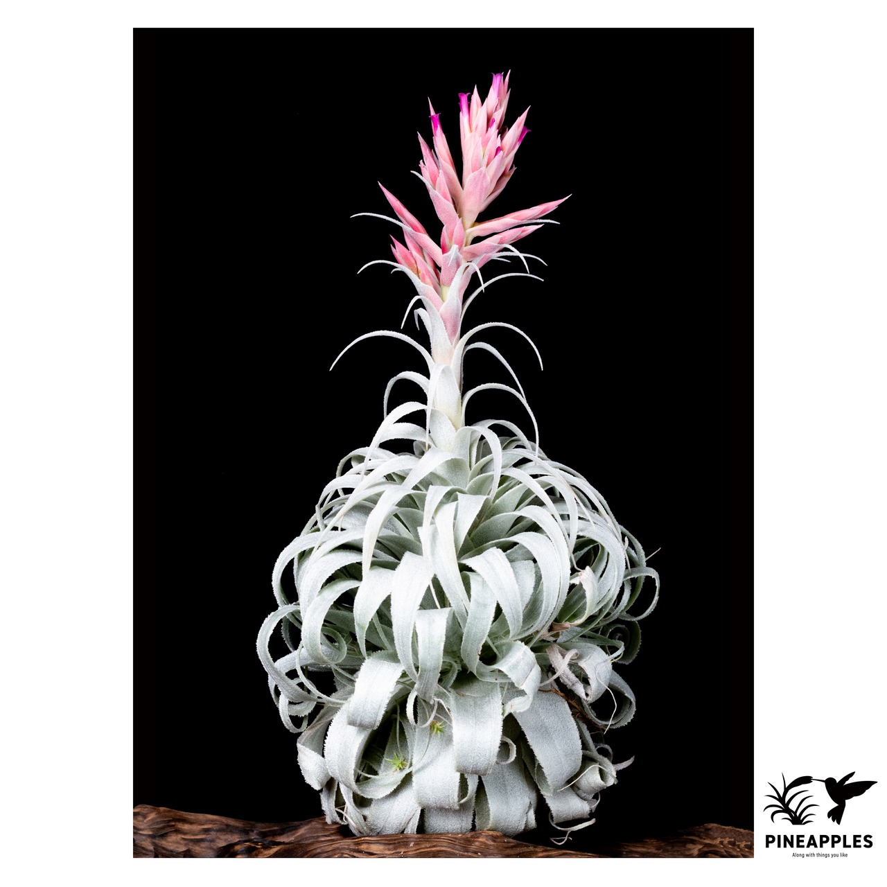 Tillandsia chapeuensis var. turriformis (Koheres) - 6