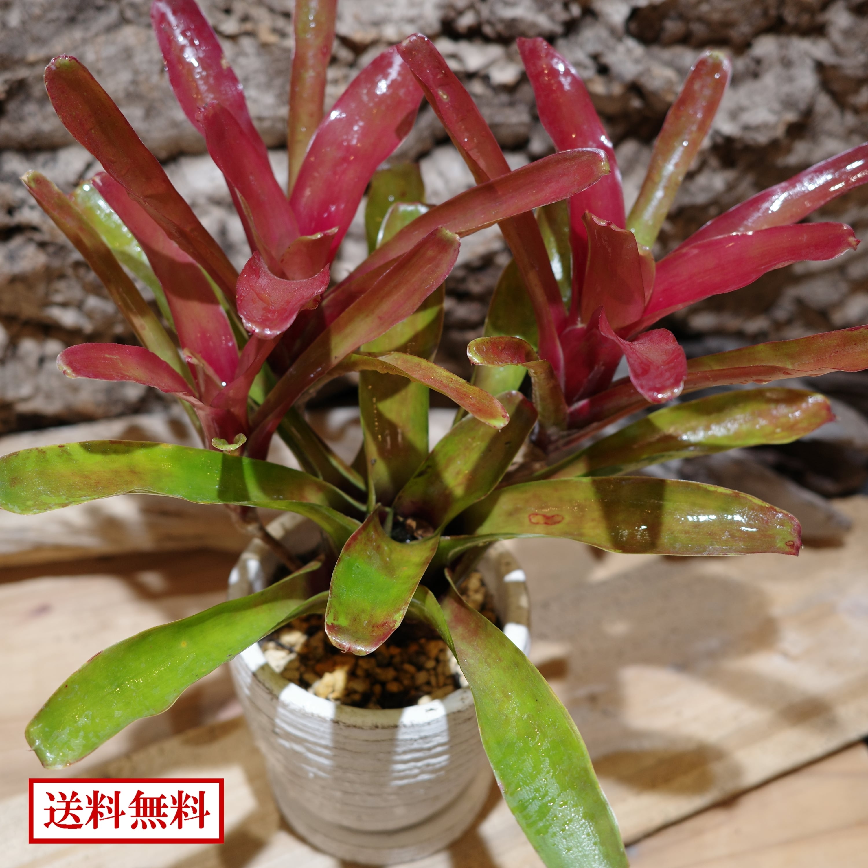 ネオレゲリア/品種不明 | 着生屋 Epiphyte Collection ネオレゲリア/品種不明 | 着生屋 Epiphyte Collection