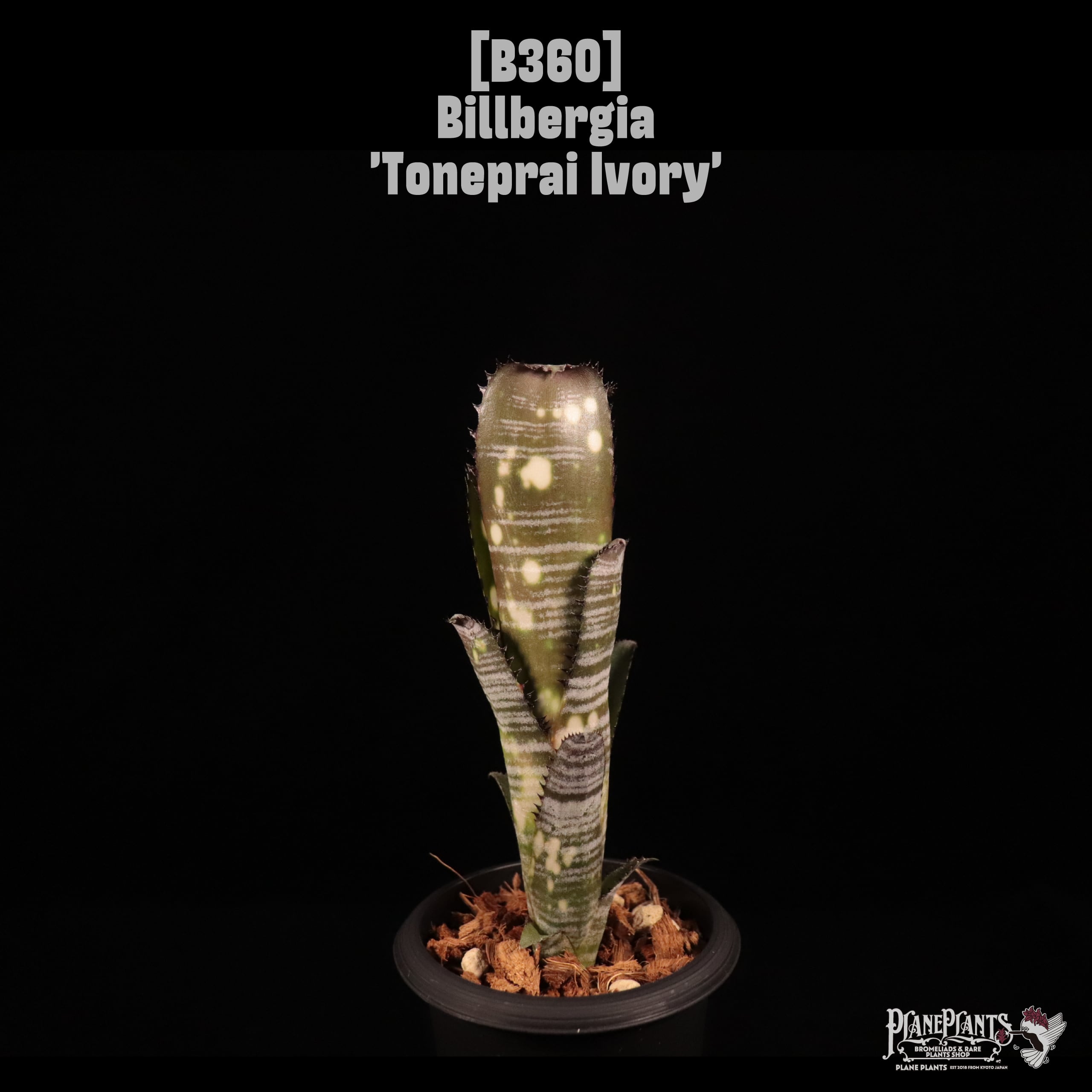 Billbergia 'Toneprai Ivory'〔ビルベルギア〕B360