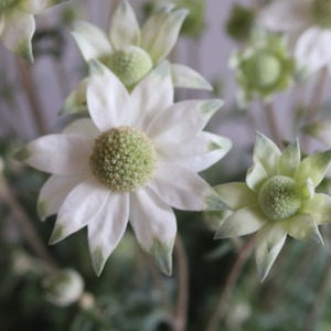 mondimanche お花　フランネルフラワー　天使のウィンク｜　宿根草　切花に使える　植えると優しい雰囲気になる