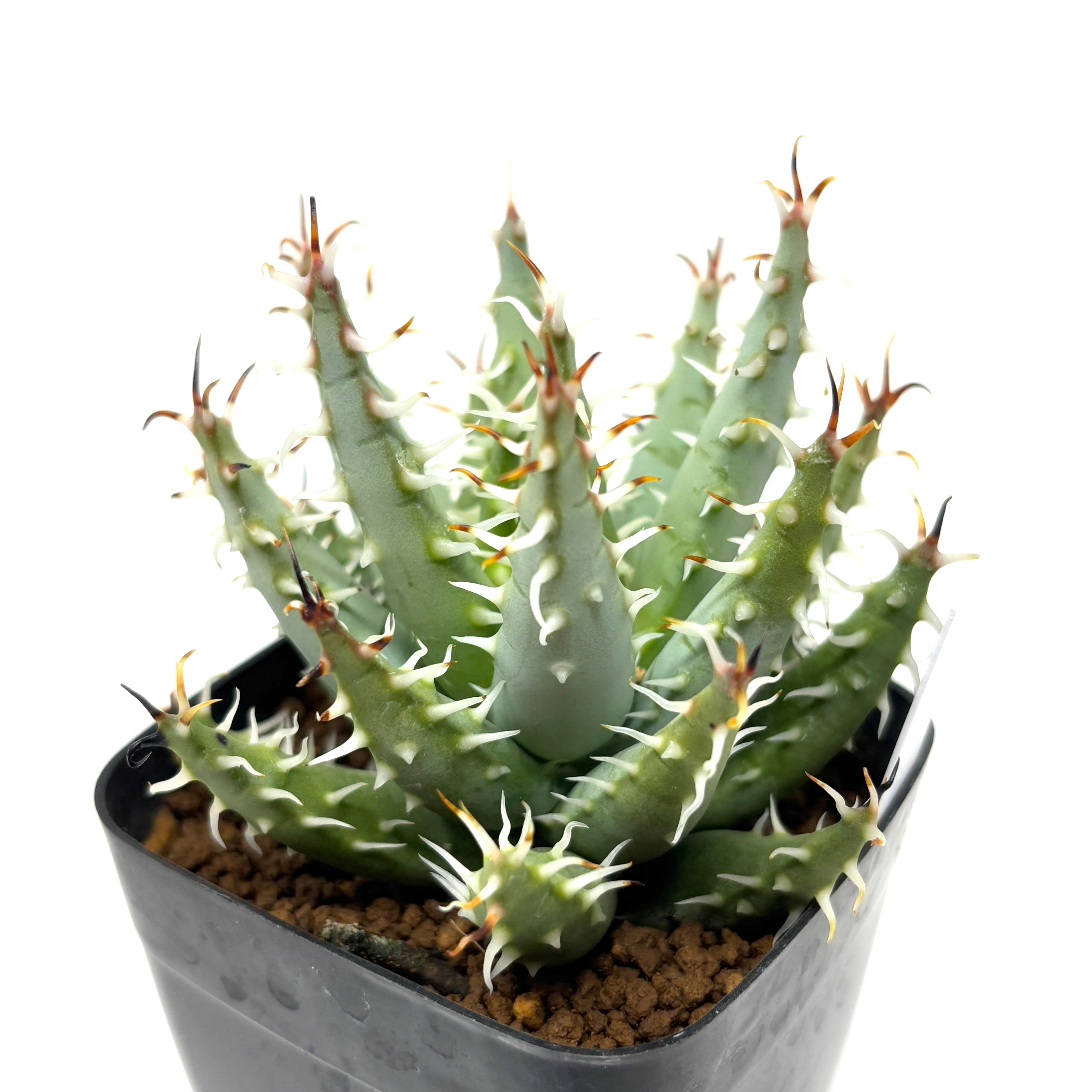 激レア 5ヘッド アロエ エリナケア 激レア 5ヘッド アロエ エリナケア