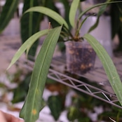 アンスリウム ビッタリフォリウム / Anthurium Vittarifolium② / 観葉植物<育て方・花言葉>