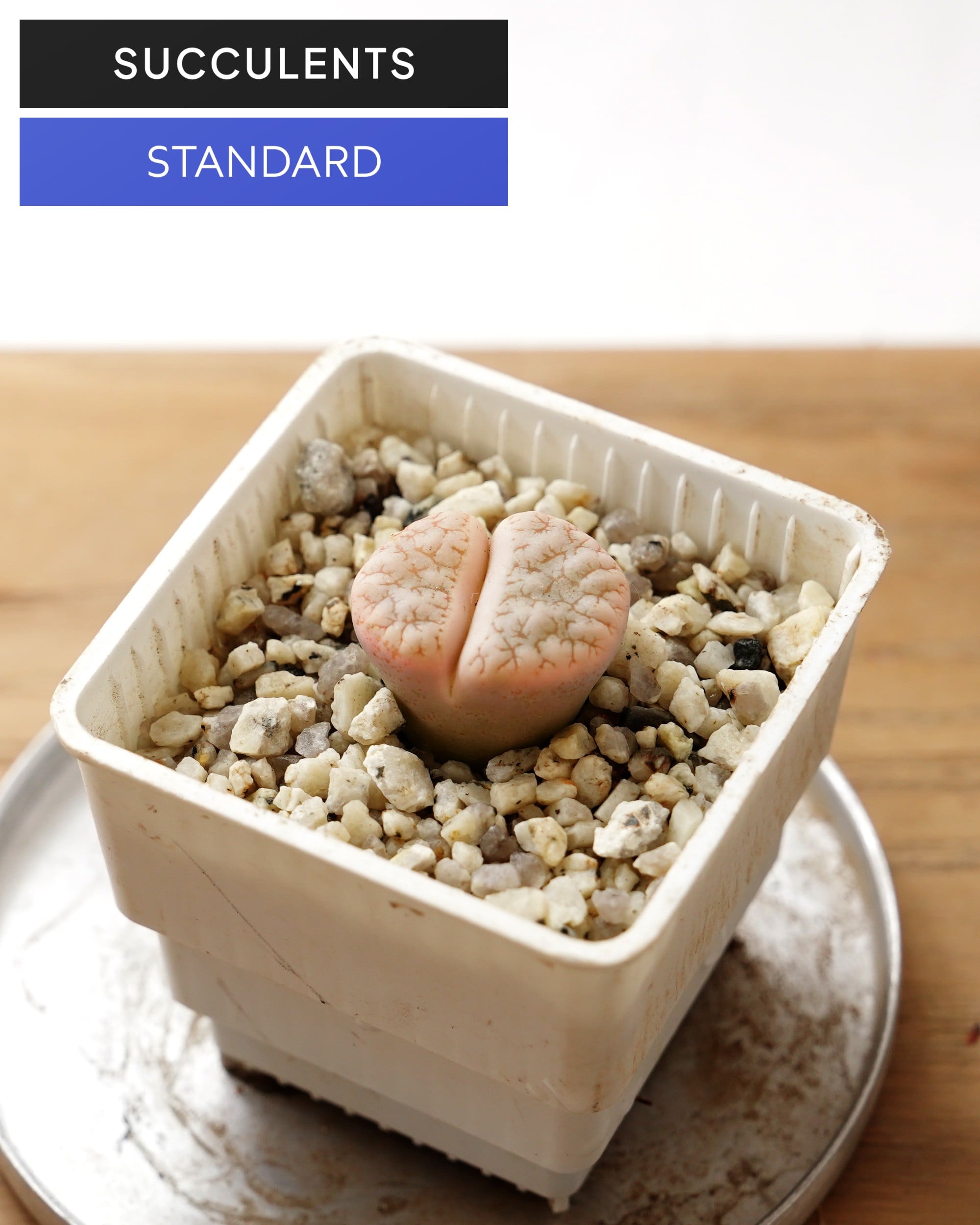 STANDARD | PUKUBOOK SUCCULENTS