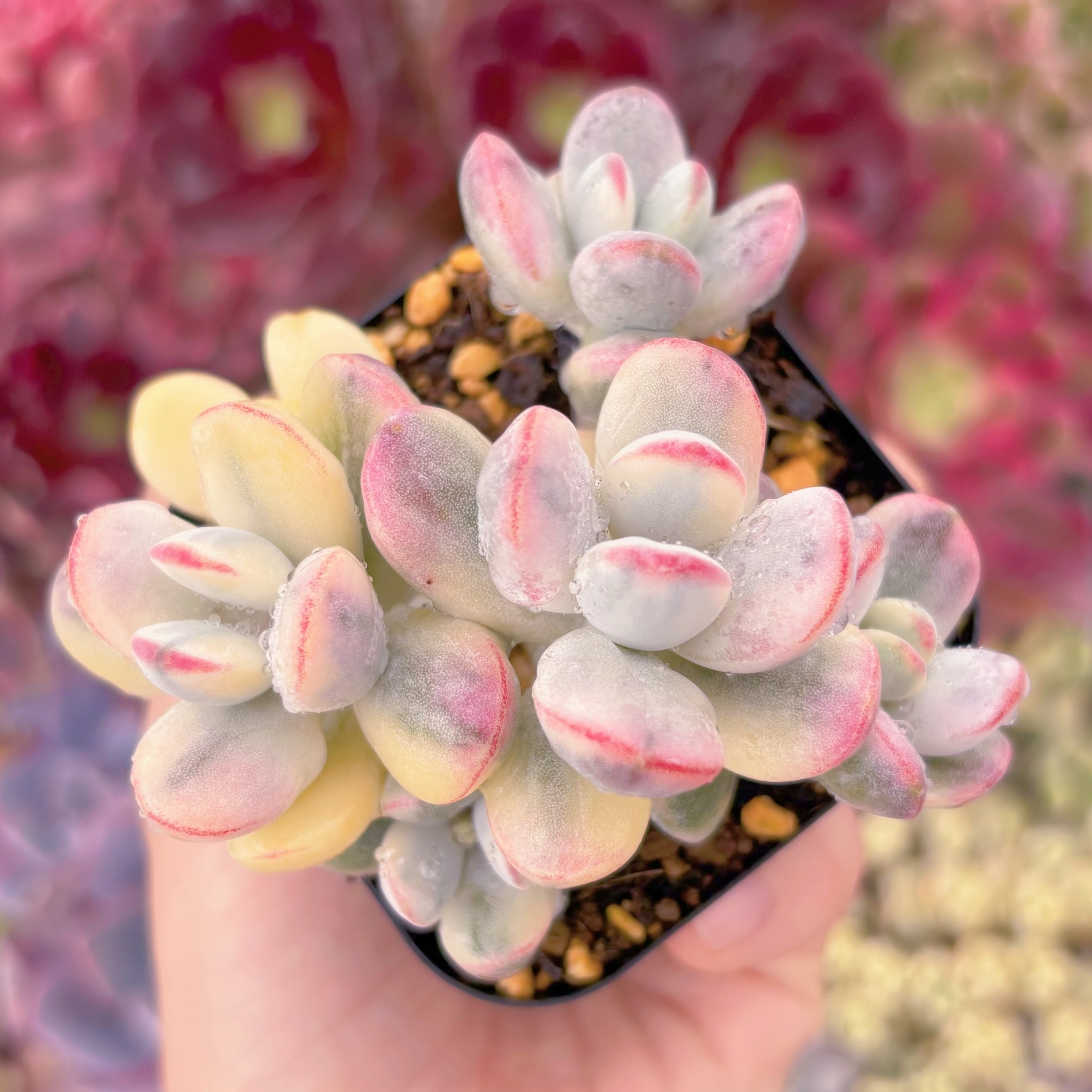 現品　達磨福娘錦#2170　るる農園