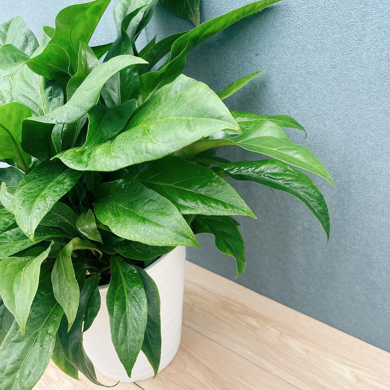 ［現品］【希少】58番　アンスリウム　ジャングルブッシュ　観葉植物　室内　レア 現品］【希少】58番 アンスリウム ジャングルブッシュ 10号 観葉植物