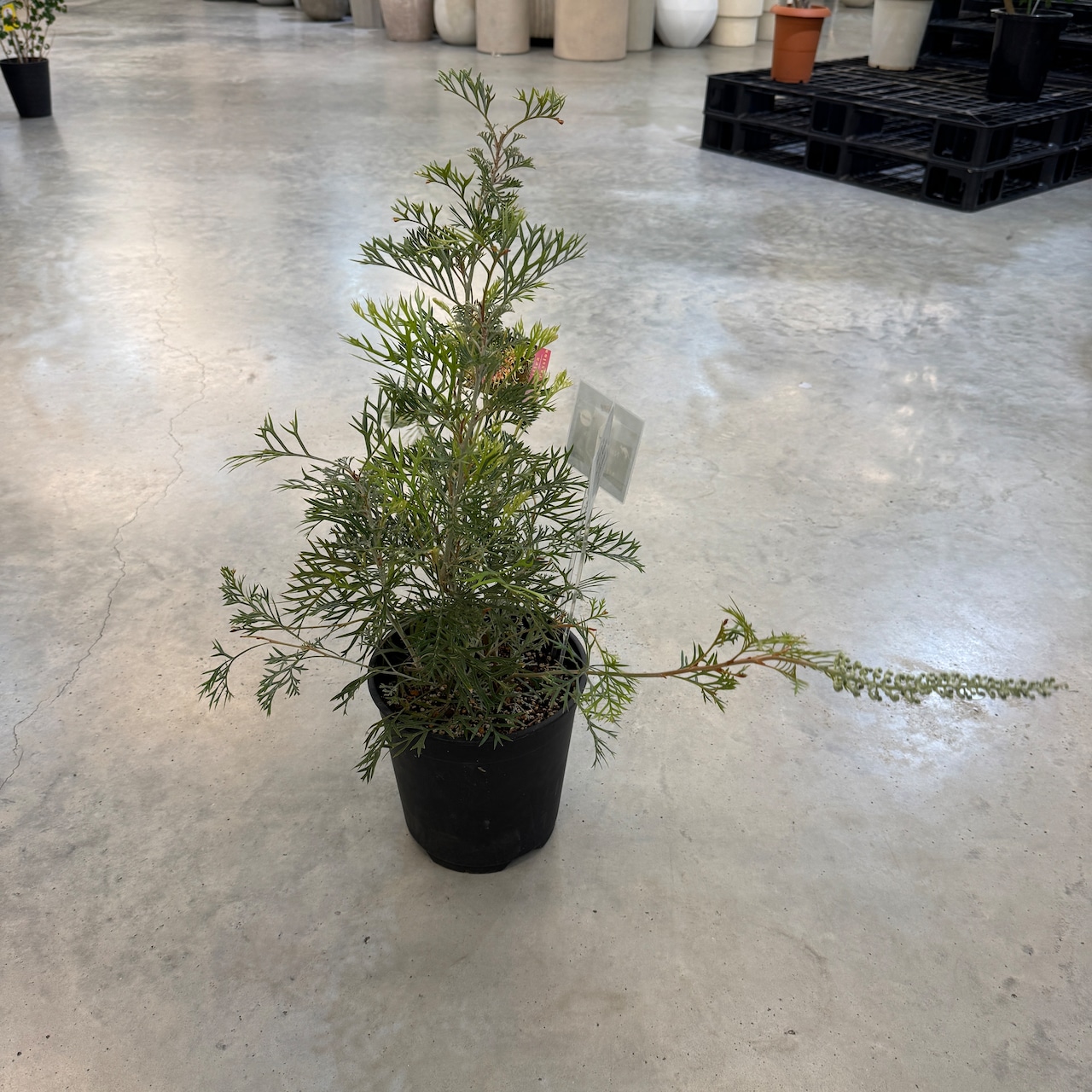 グレビレア　クリームパッション【1028】