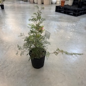 グレビレア クリームパッション【1028】