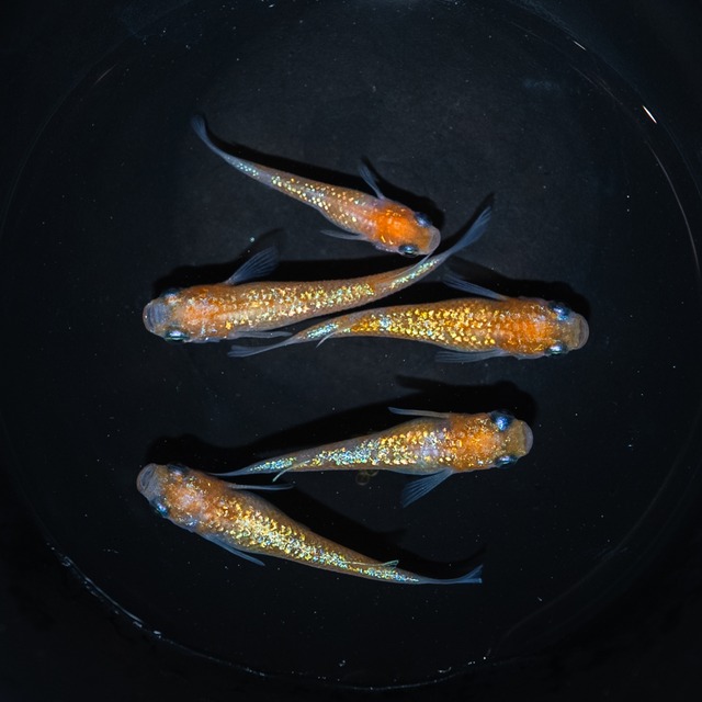 王華 若魚 （１ペア、2匹）Mサイズ【2026年生まれ】　