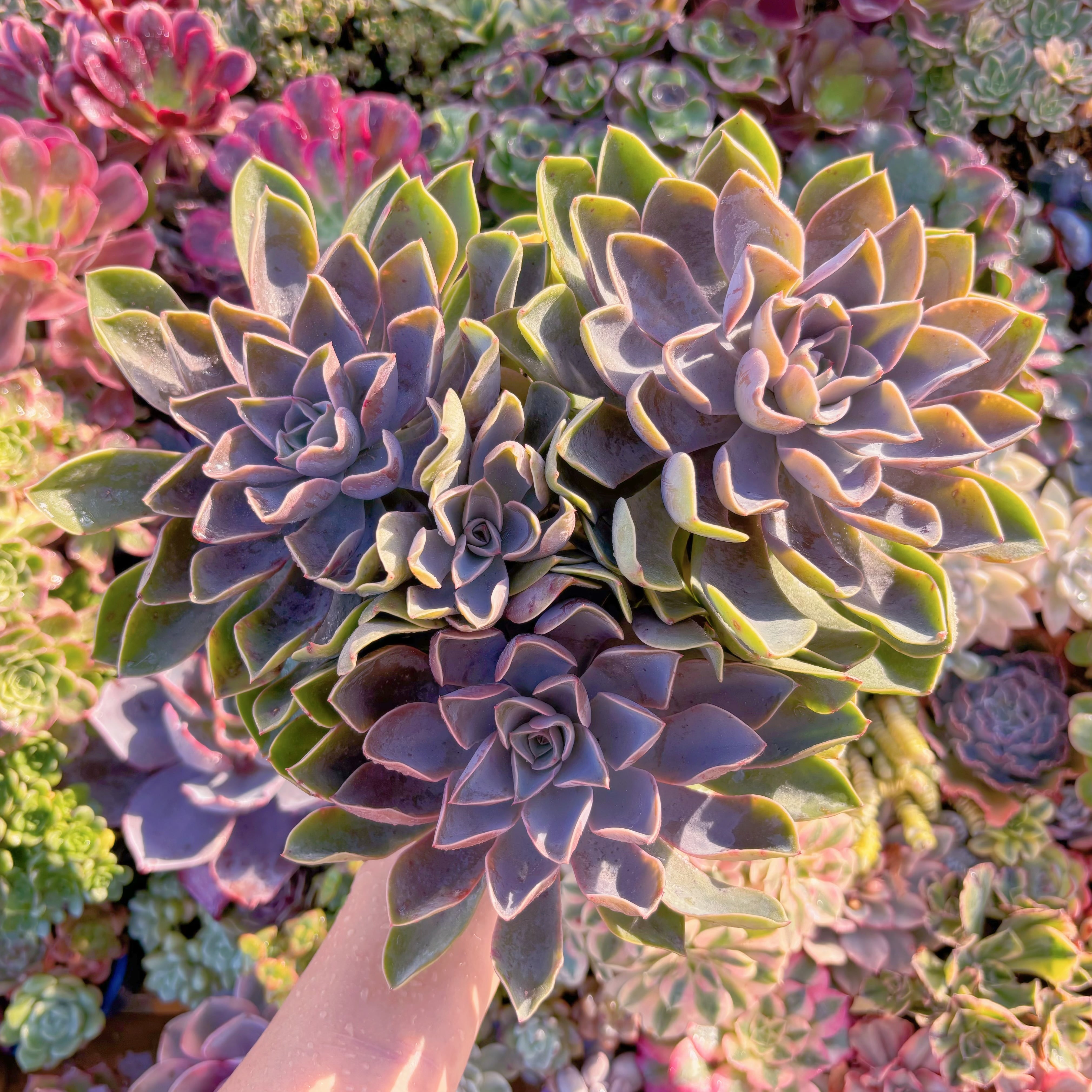 現品　Echeveria Jones#2218　特大群生　新入荷　るる農園
