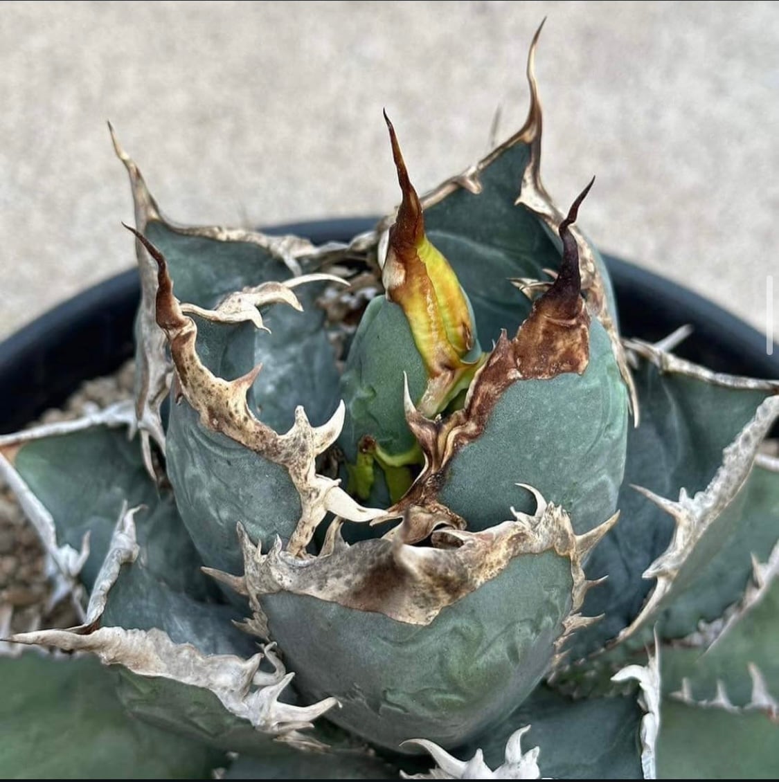 プランツレター