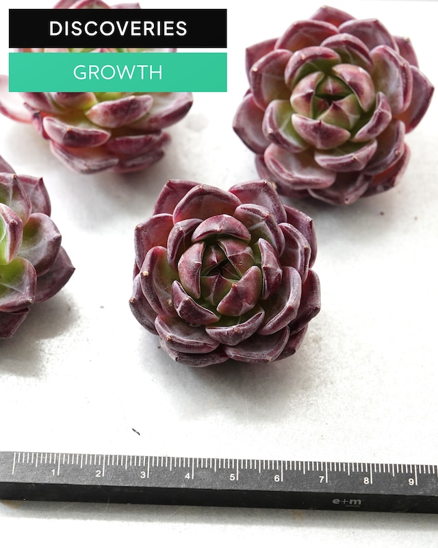 発根済カット苗 パープルムーン M Echeveria 'Purple Moon'