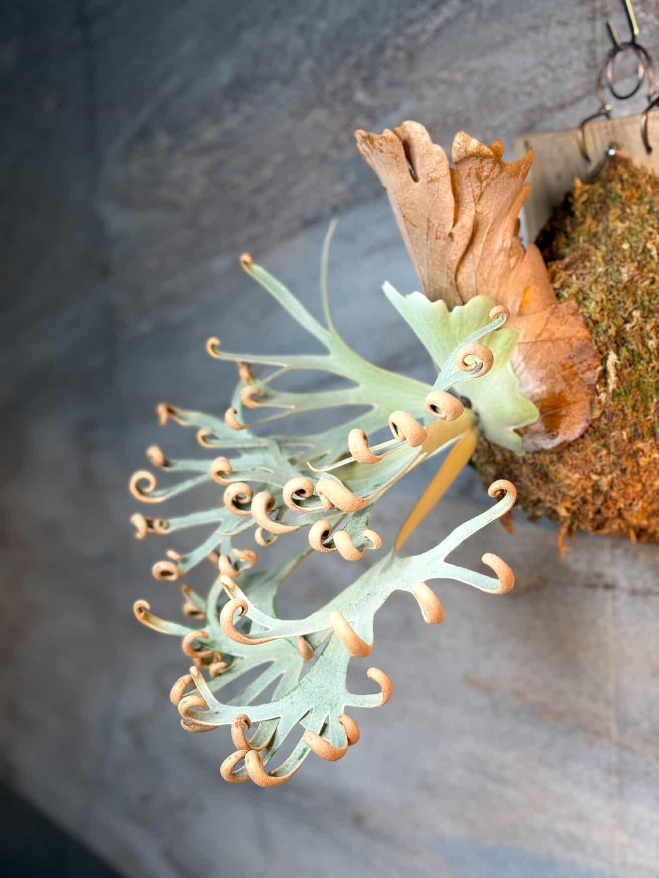 P.willinckii Grace × P.willinckii Totoro Sporelings Select