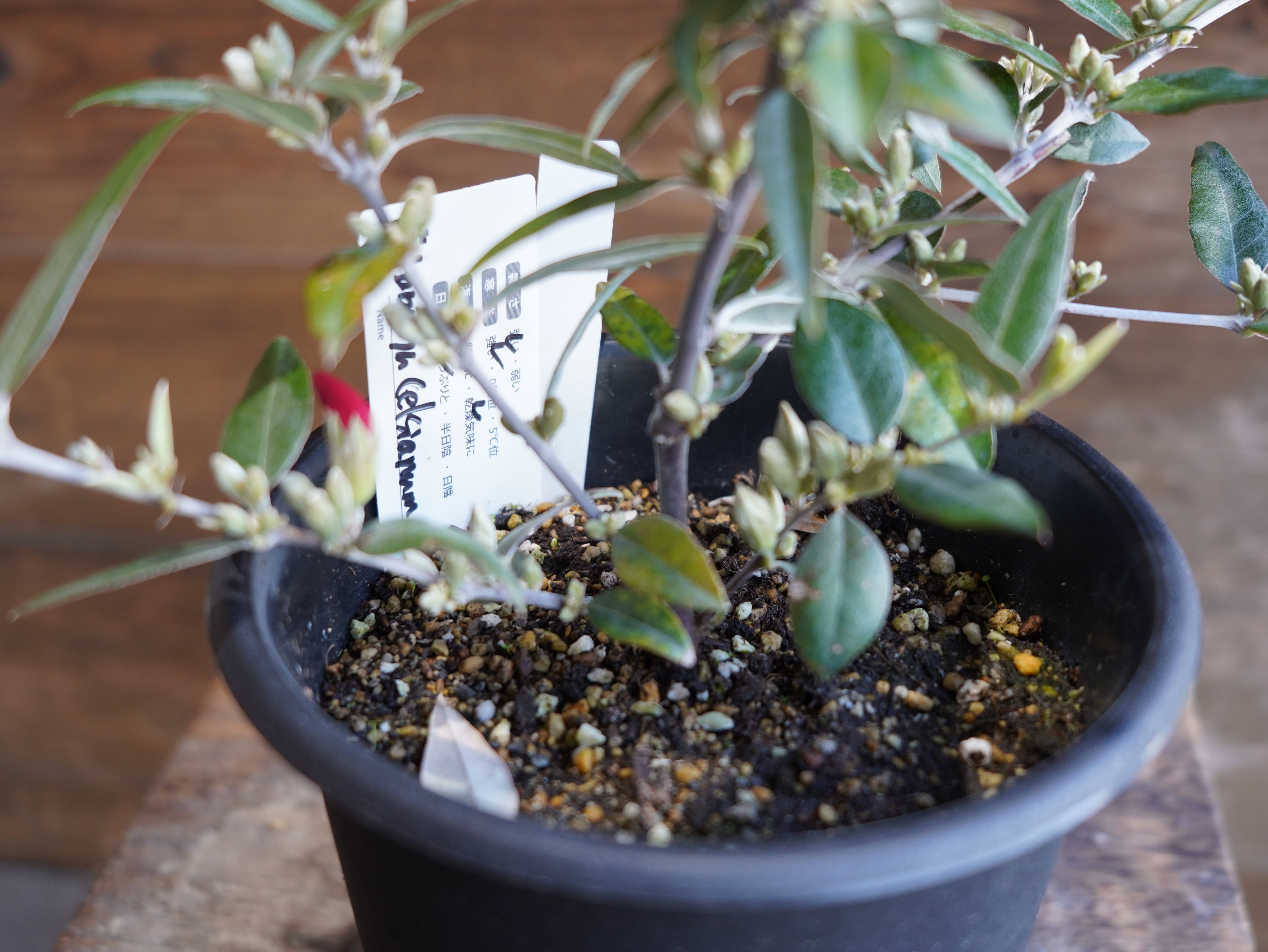 【現物】ガストロロビウム セリセウム ”レッドスター”　C