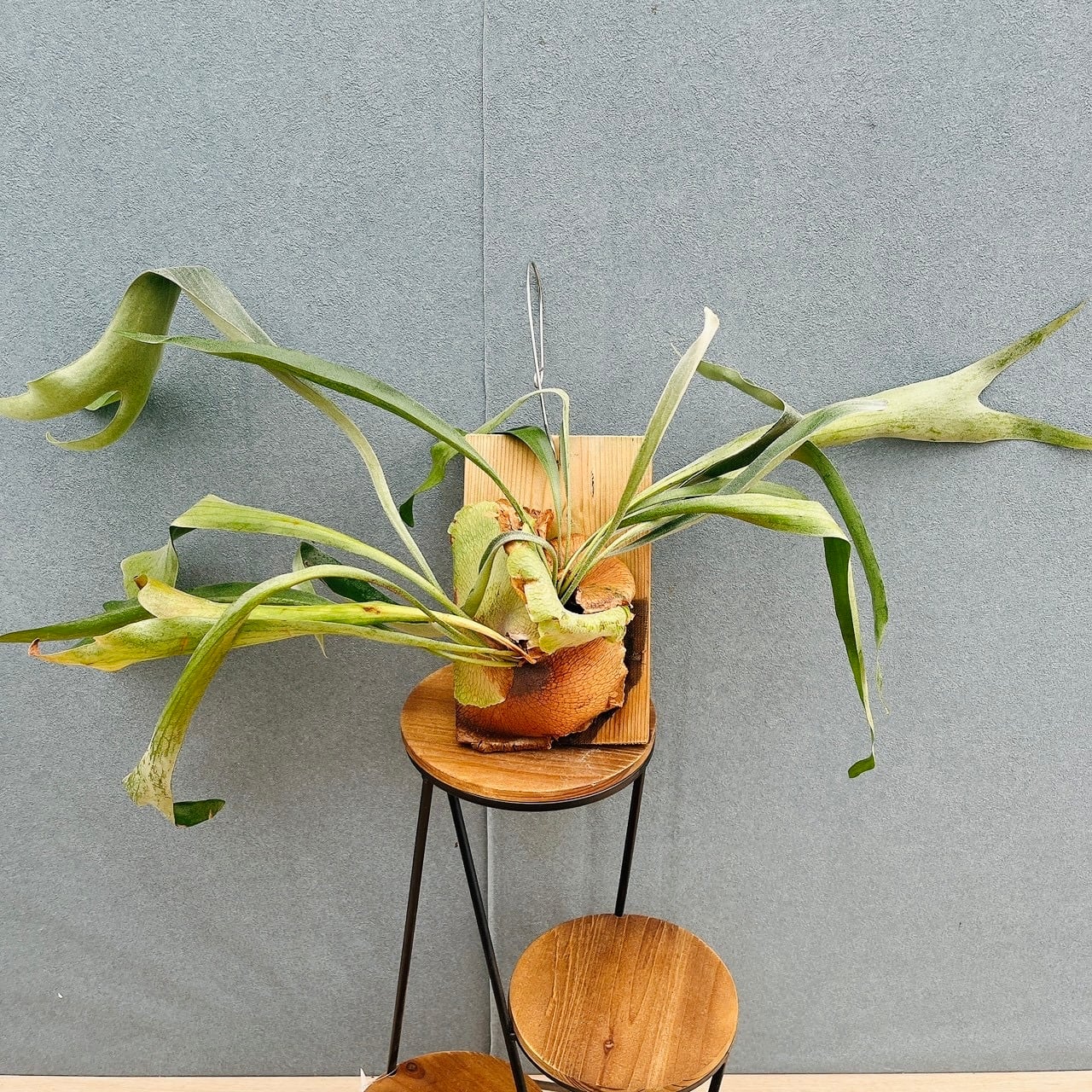 現品］♡おしゃれ♡ 54番 創樹 オリーブ チプレッシーノ 8号 観葉植物