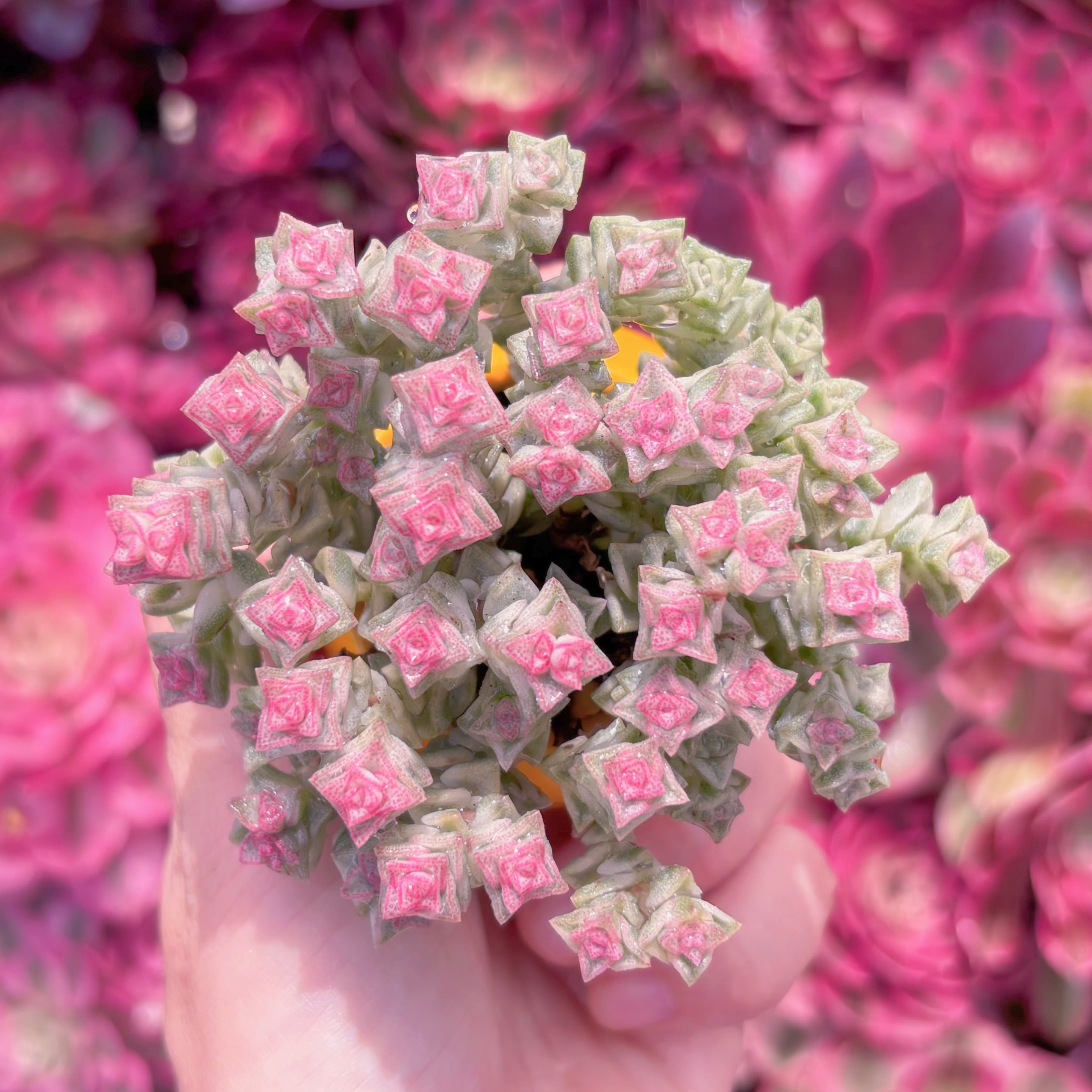 現品　小米星錦#888　新入荷　るる農園