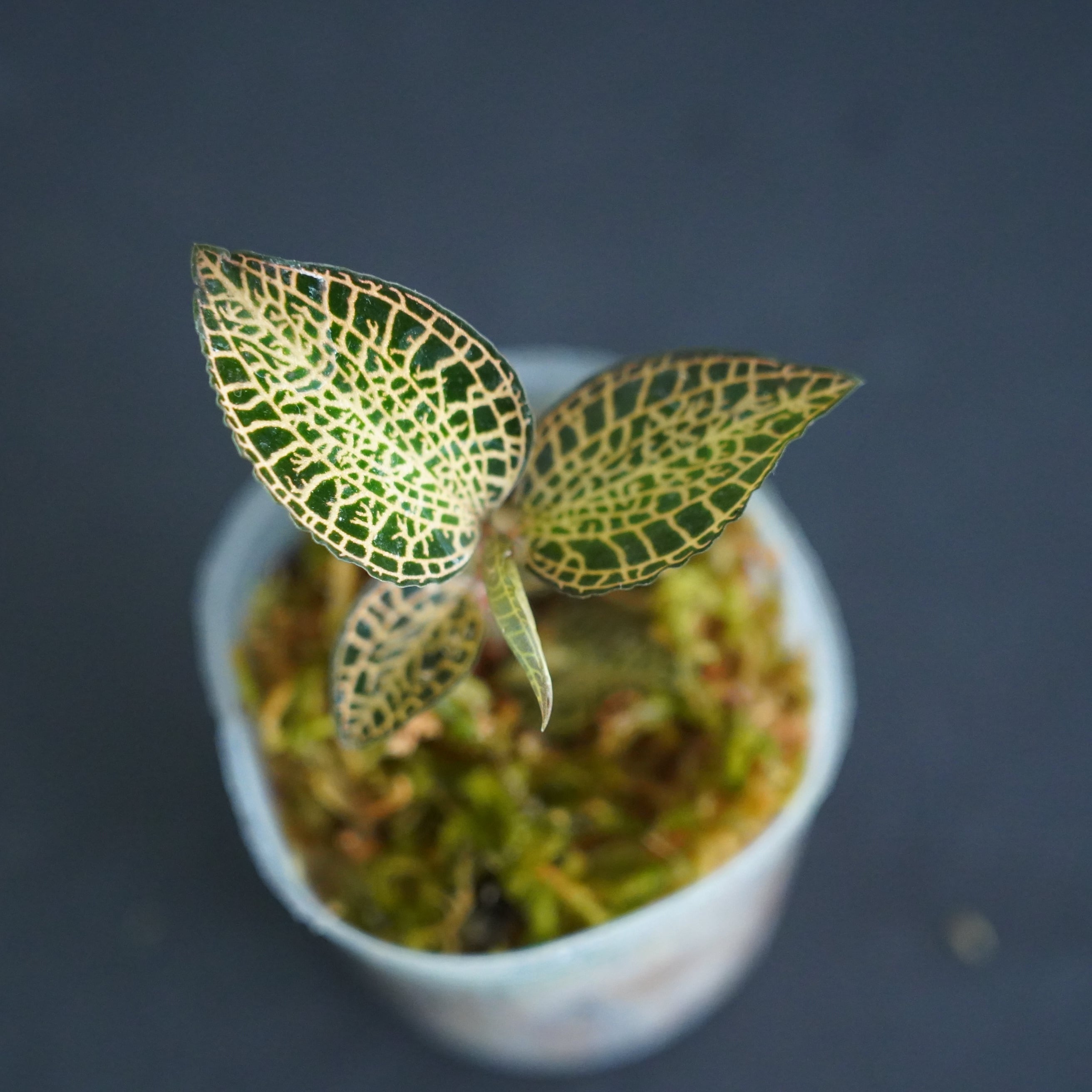 ◇現品◇Anoectochilus roxburghii Gold Bar hybrid【ジュエル