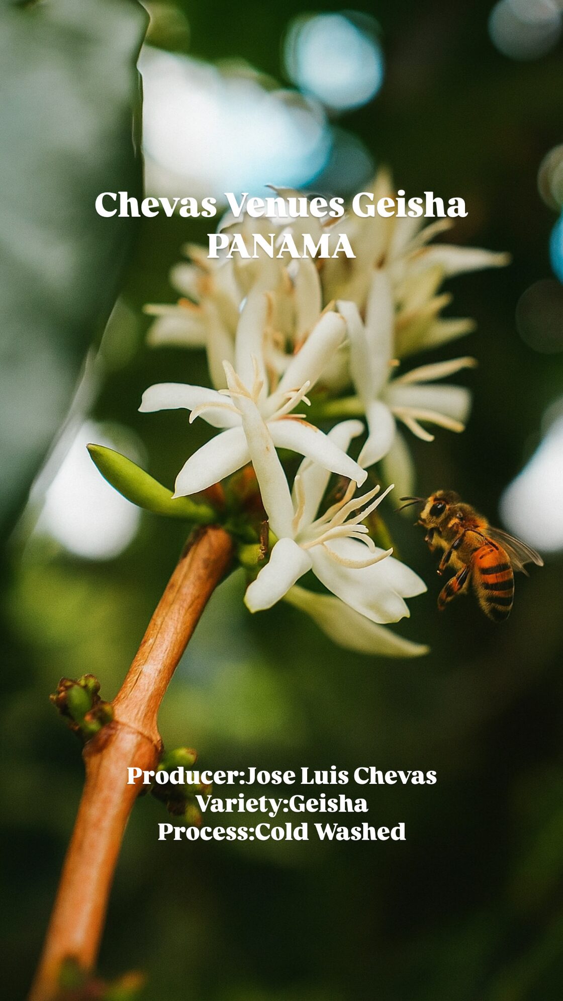 PANAMA CHEVAS VENUS GEISHA COLD WASHED | PAY ID