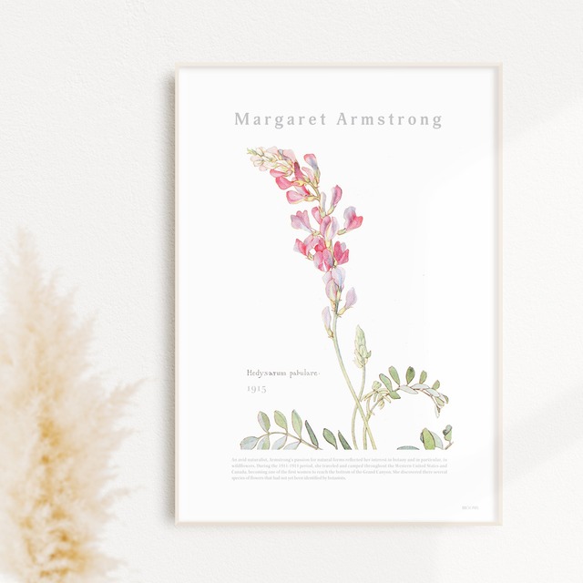 ヘディサルムの花 | AP036 | 名画デザインポスター マーガレット・アームストロング 植物