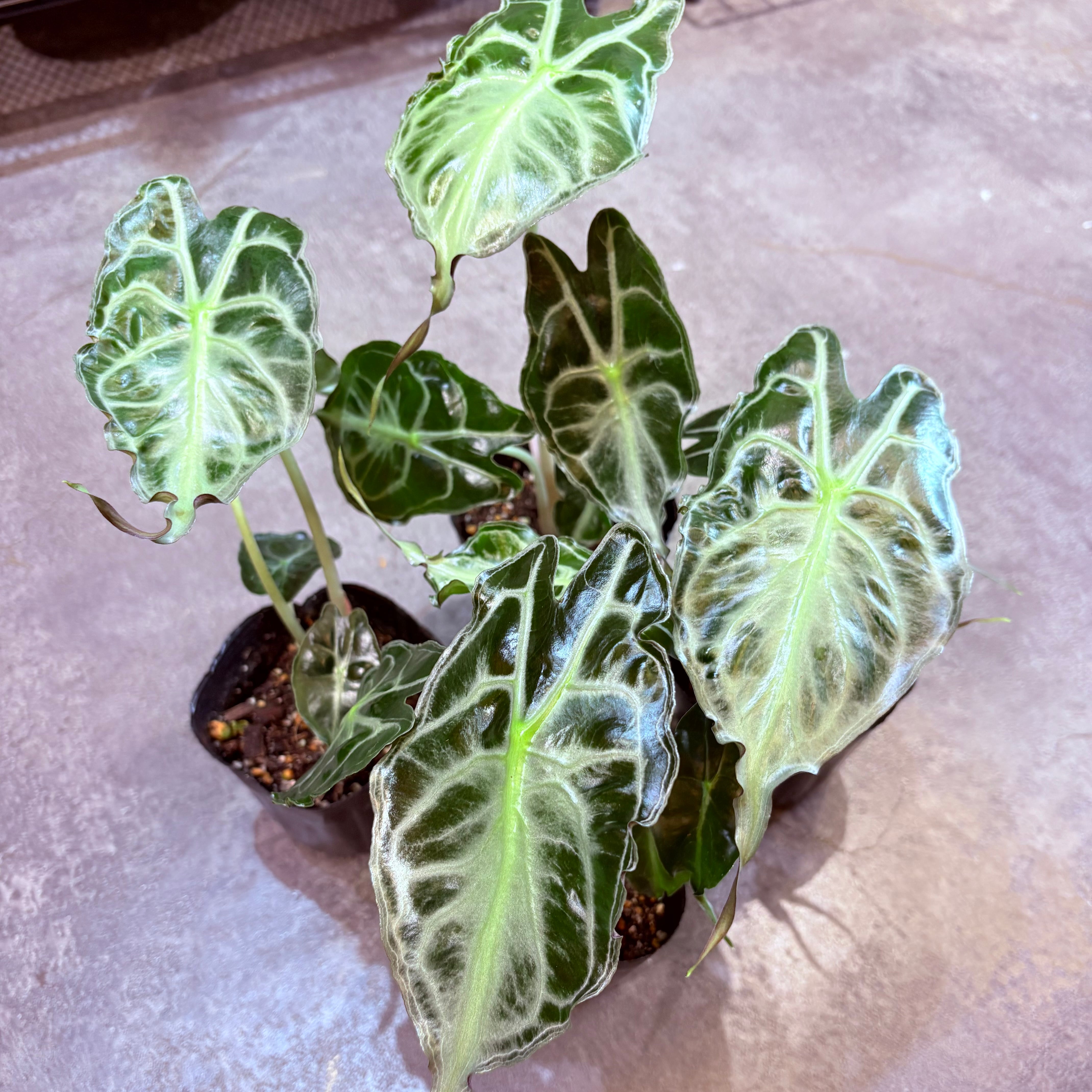 リプサリス パラドクサファイン 5号 | Green Vibes 宇都宮市の観葉植物