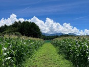 【9月発送分★12個セット】４つの味が楽しめるスコーン12個セット