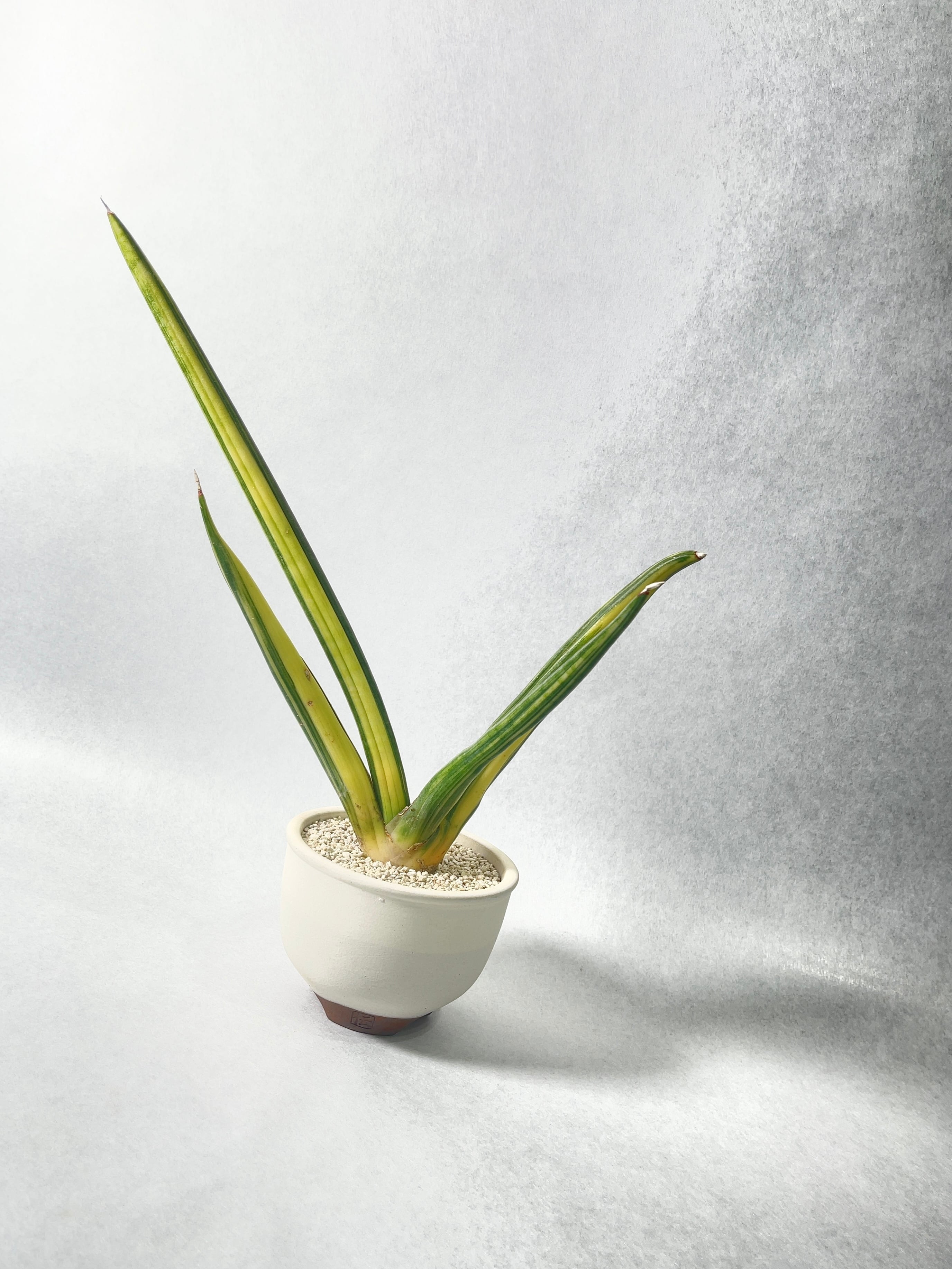 サンセベリア・EDエビーバリエゲイテッド | trigger