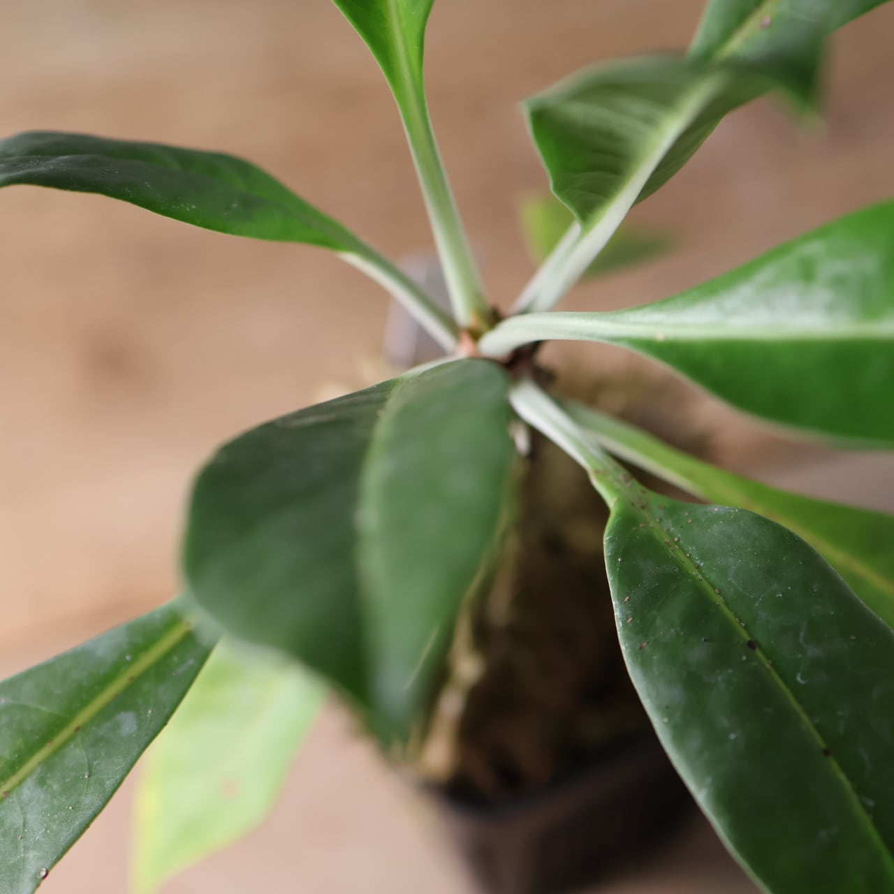 396 アリと共生する『アリ植物 ミルメコディア ツベローサ Myrmecodia