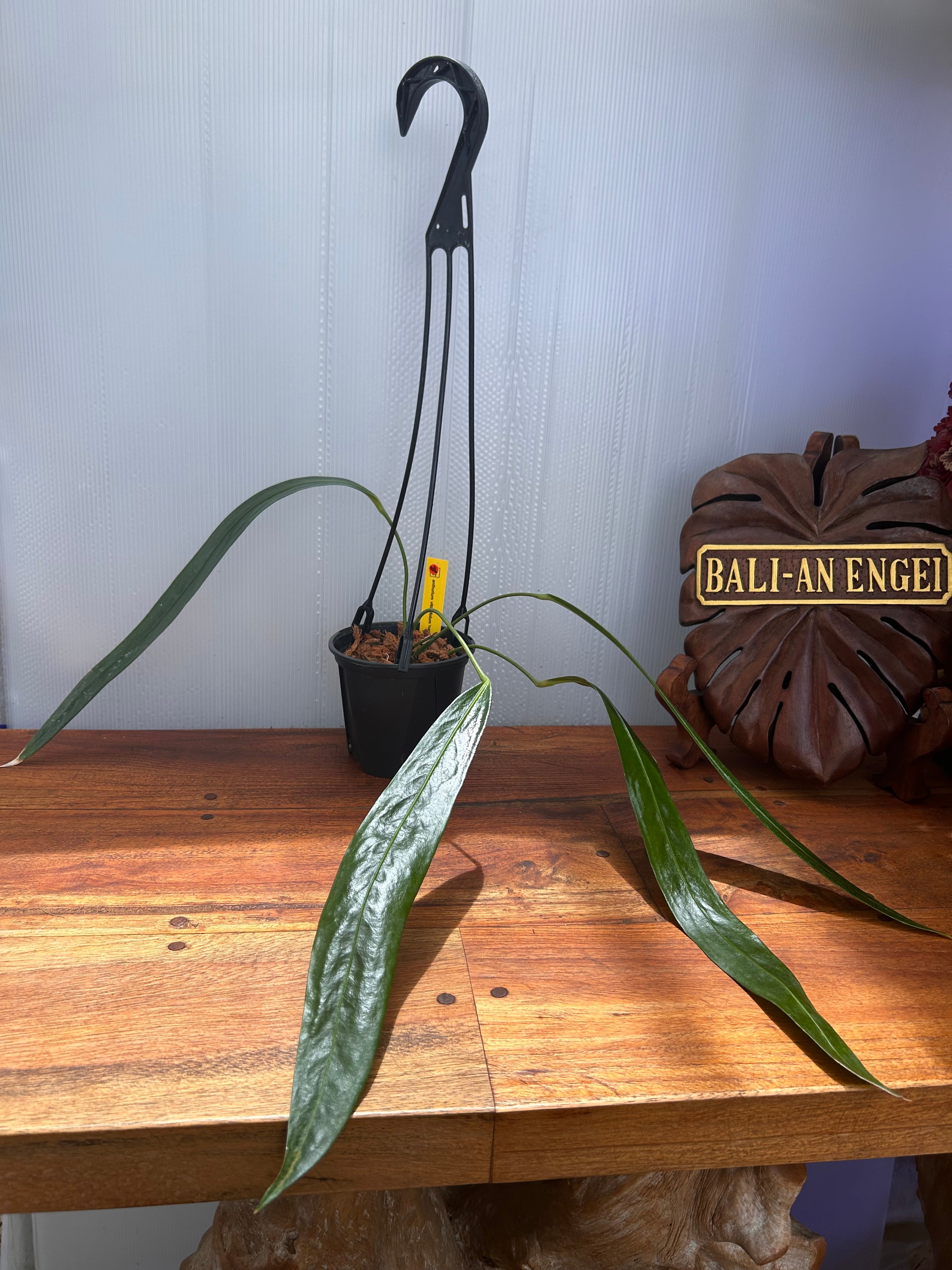 Anthurium | BALI-AN 園芸