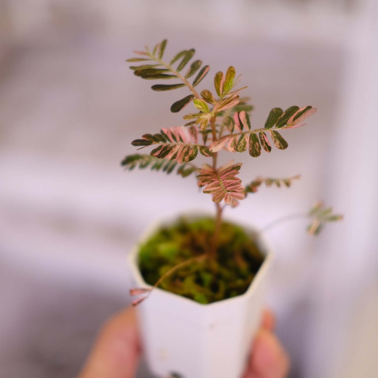 Phyllanthus urinaria 'Pink Variegated'⑥ / フィランサス・ウリナリア ピンク斑入り