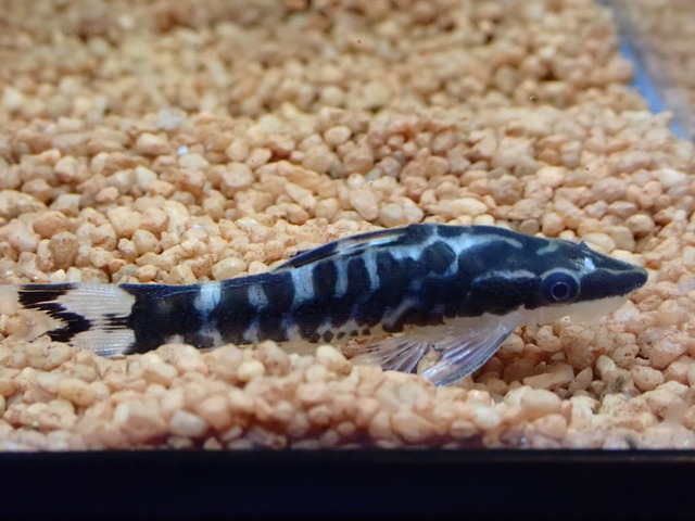 ニューゼブラオトシン