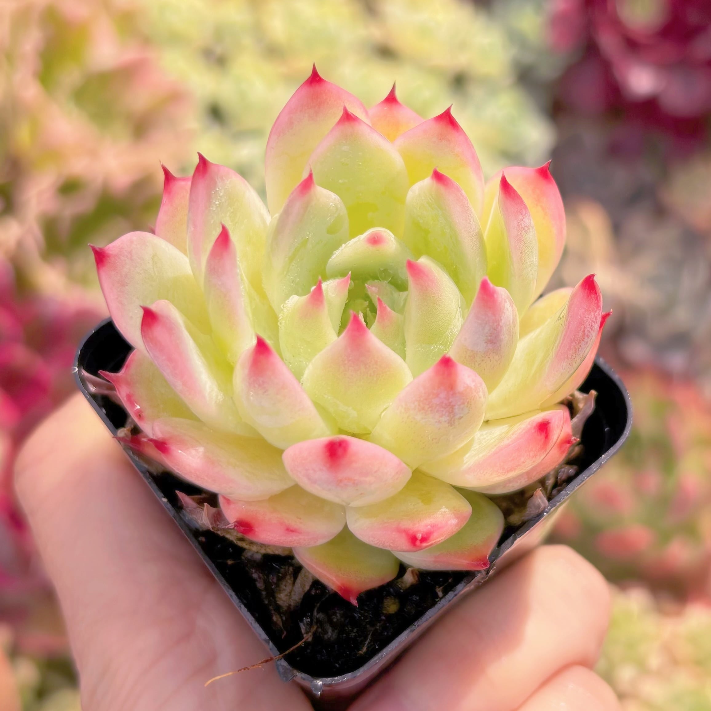 現品　チワワエンシス#2223　るる農園